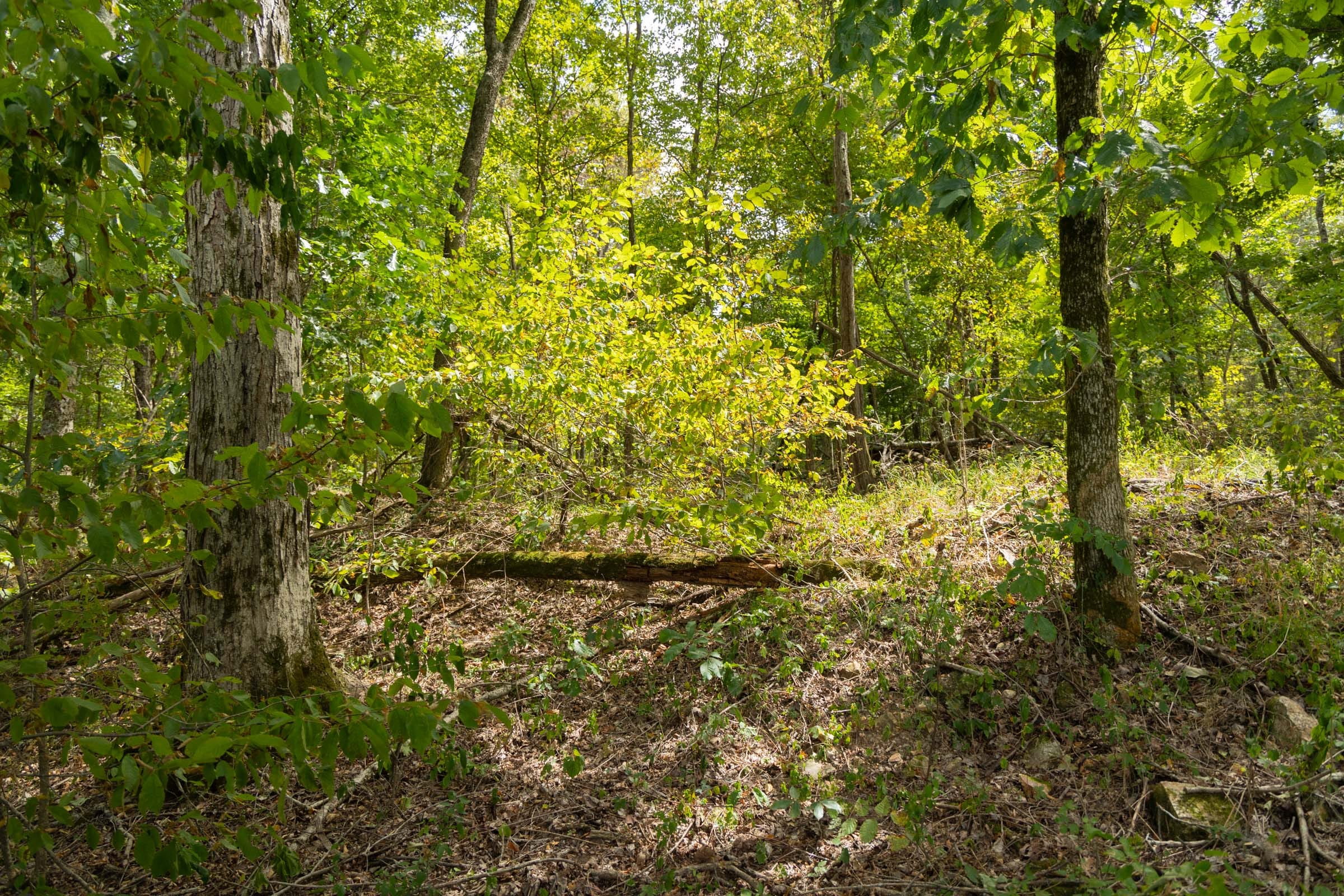 Big White Oak Tract 118 photo 4