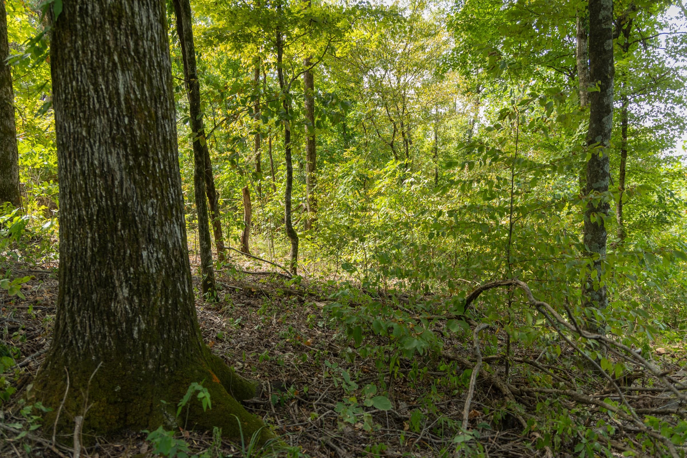 Big White Oak Tract 118 photo 13