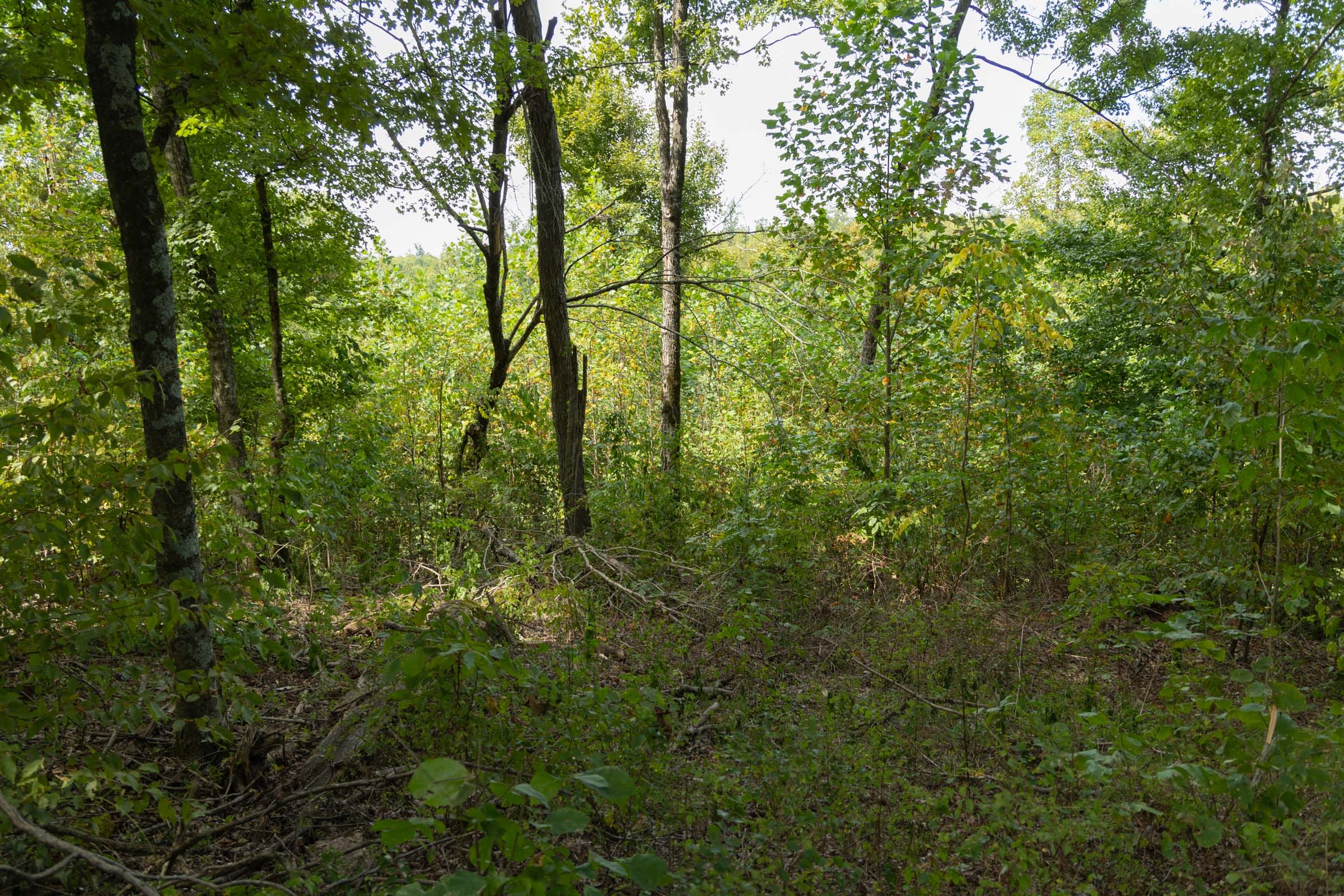 Big White Oak Tract 118 photo 12