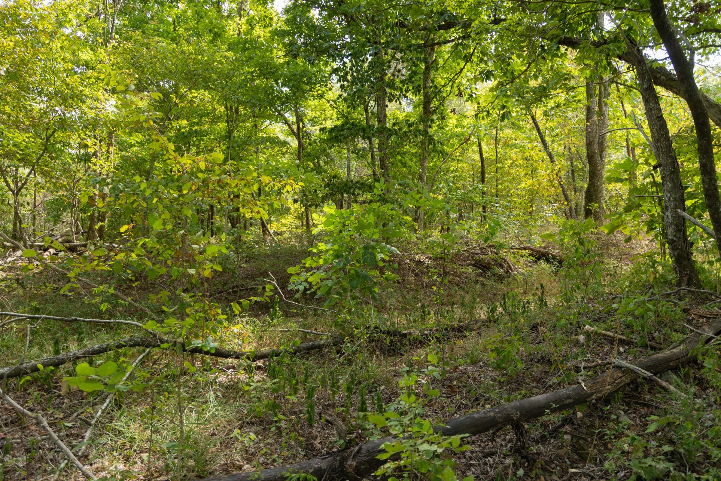 Big White Oak Tract 118 photo 11