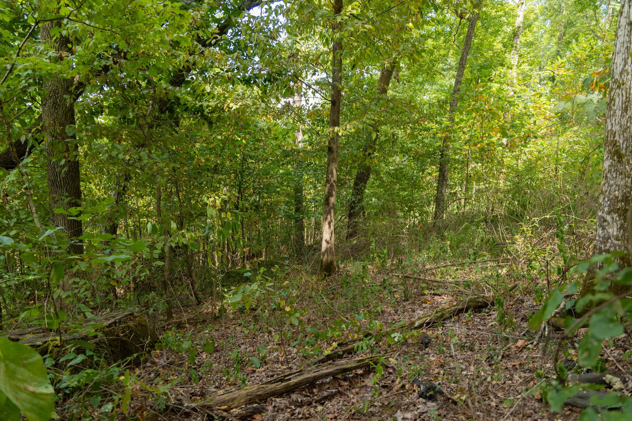 Big White Oak Tract 118 photo 10