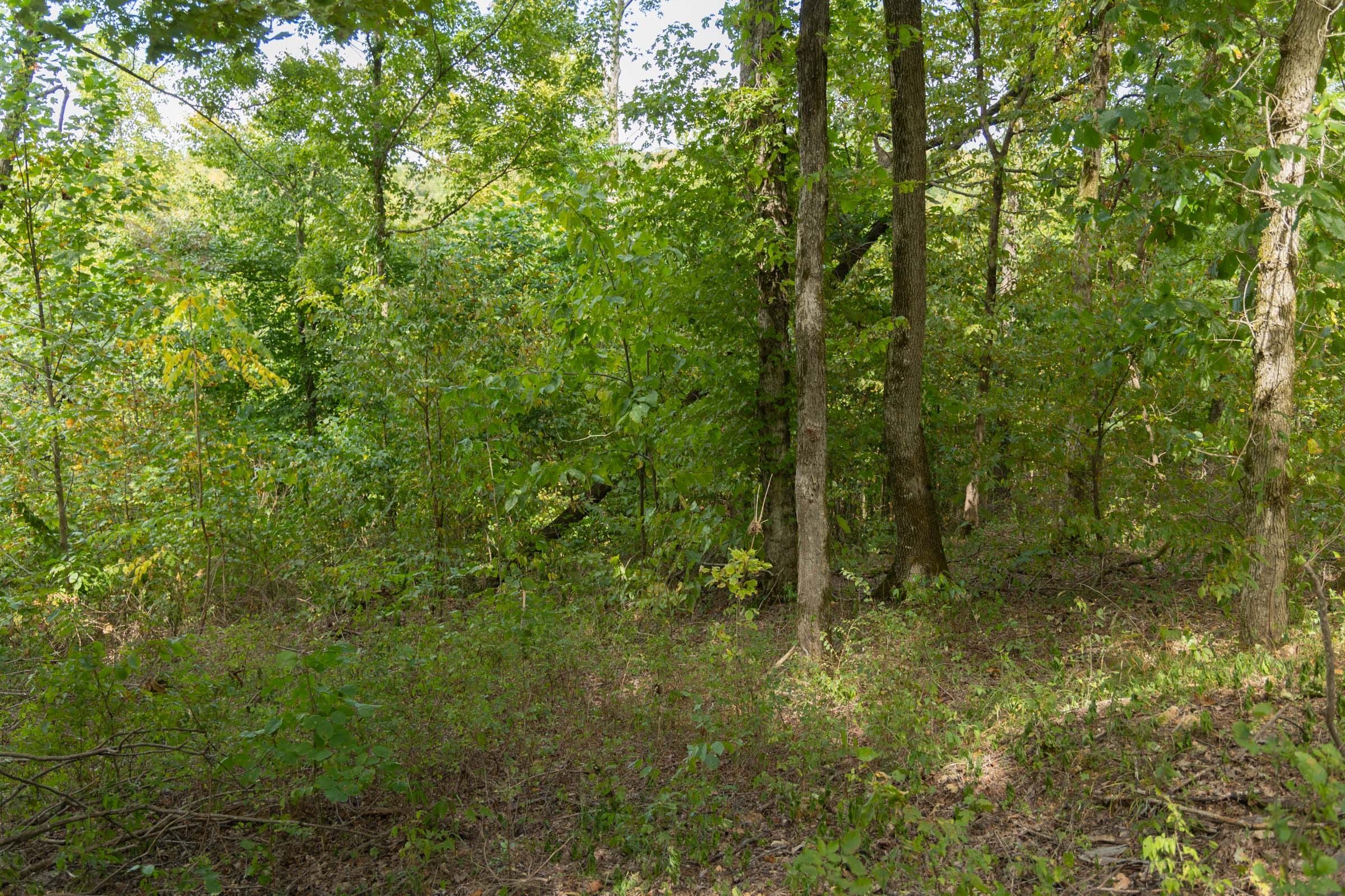 Big White Oak Tract 118 photo 9