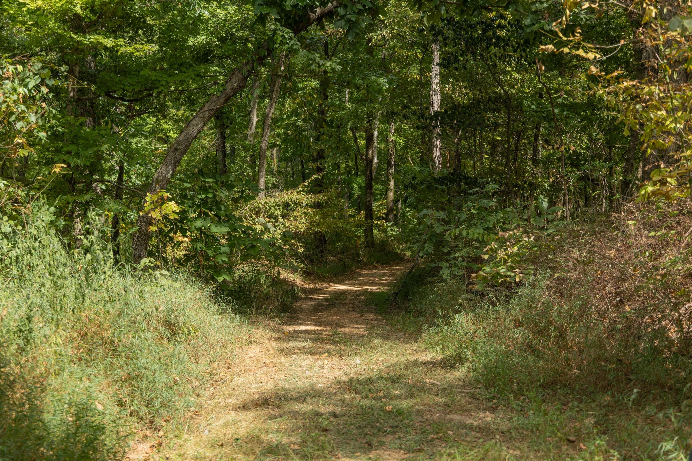 Big White Oak Tract 118 photo 7