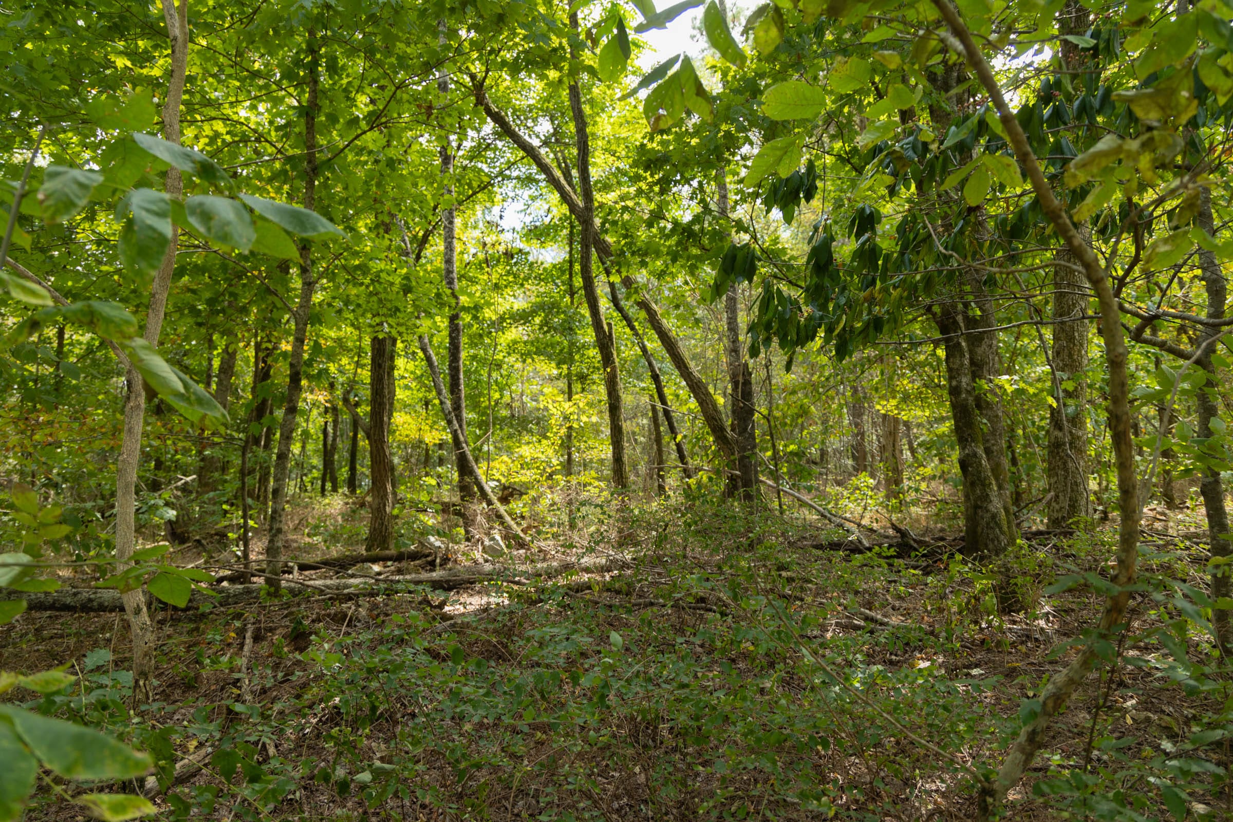 Big White Oak Tract 118 photo 6