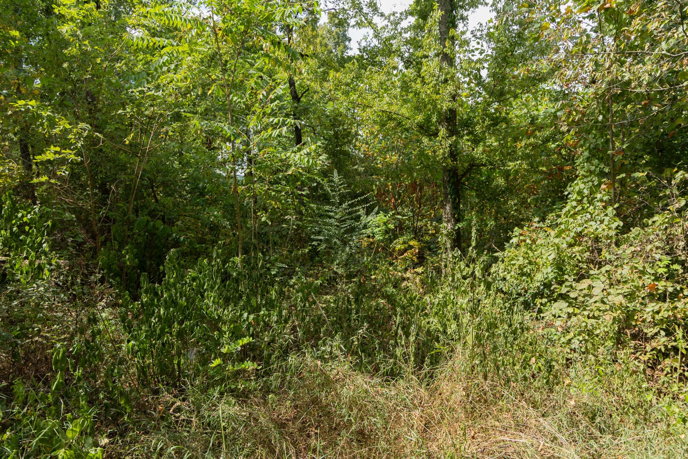 Big White Oak Tract 118 photo 5