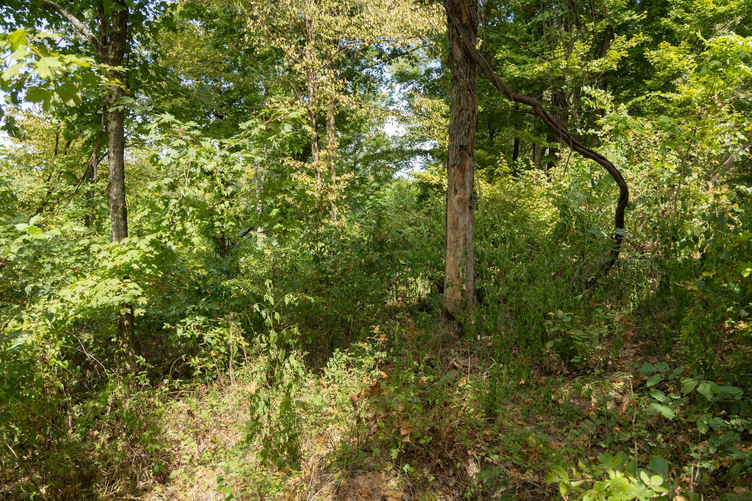 Big White Oak Tract 118 photo 3