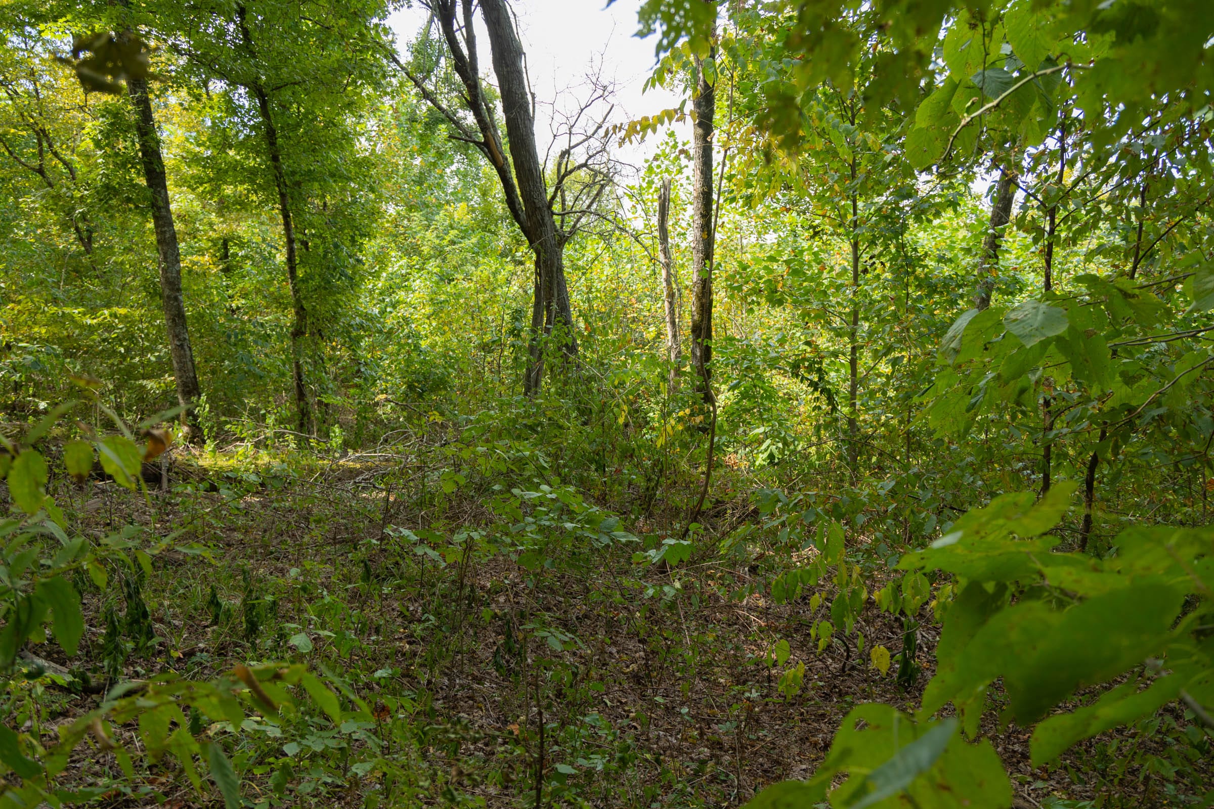 Big White Oak Tract 118 photo 2