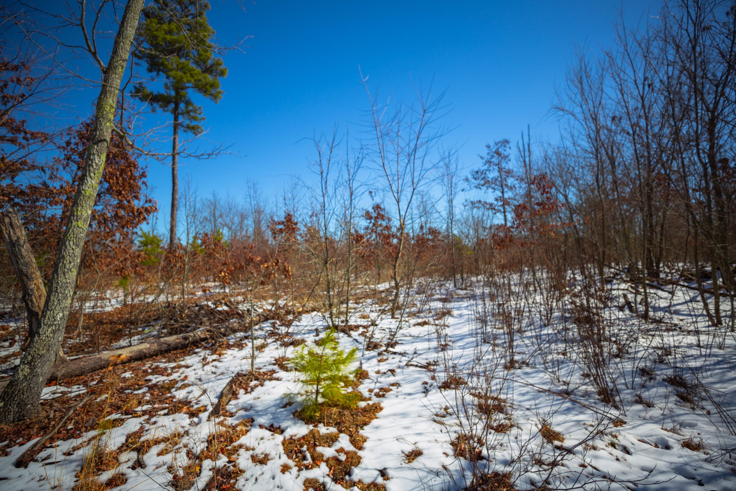 Sleepy Hollow Phase I Tract 28 photo 9