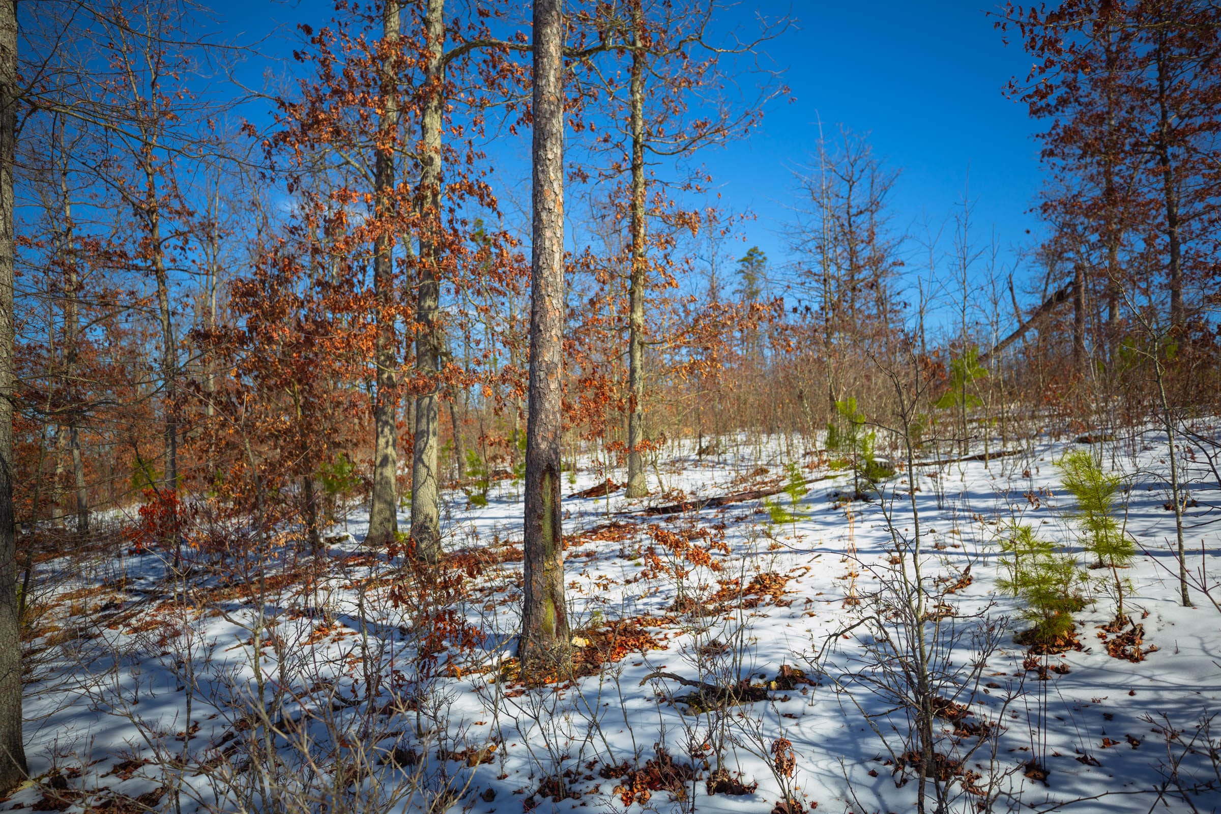 Sleepy Hollow Phase I Tract 28 photo 8