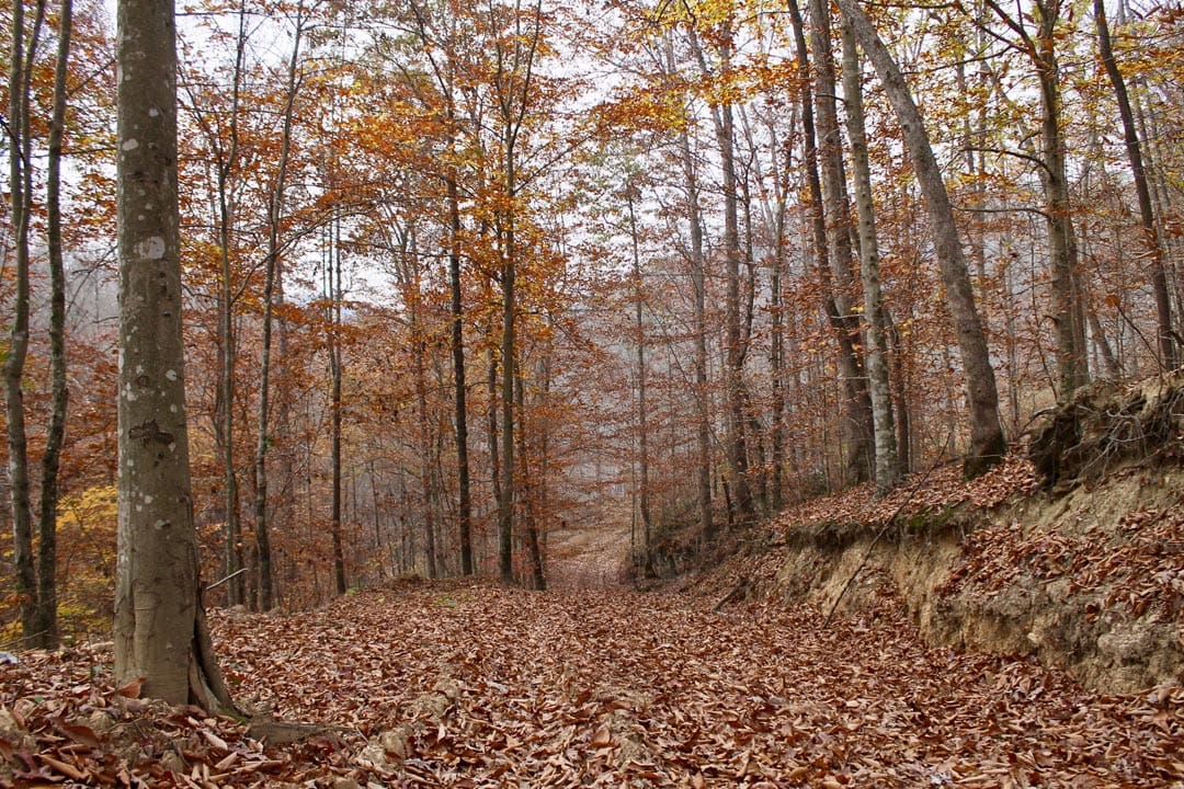 Autumn Ridge Tract 15 photo 2