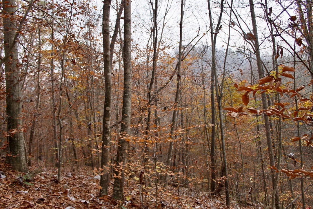 Autumn Ridge Tract 15 photo 3