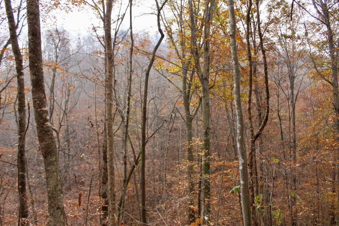Autumn Ridge Tract 15 photo 4