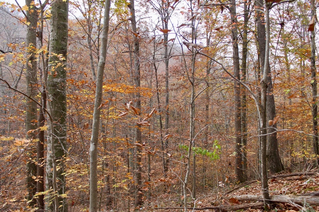 Autumn Ridge Tract 15 photo 5