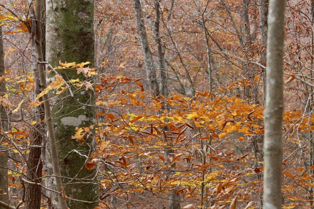 Autumn Ridge Tract 15 photo 7