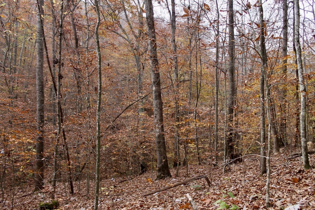 Autumn Ridge Tract 15 photo 8