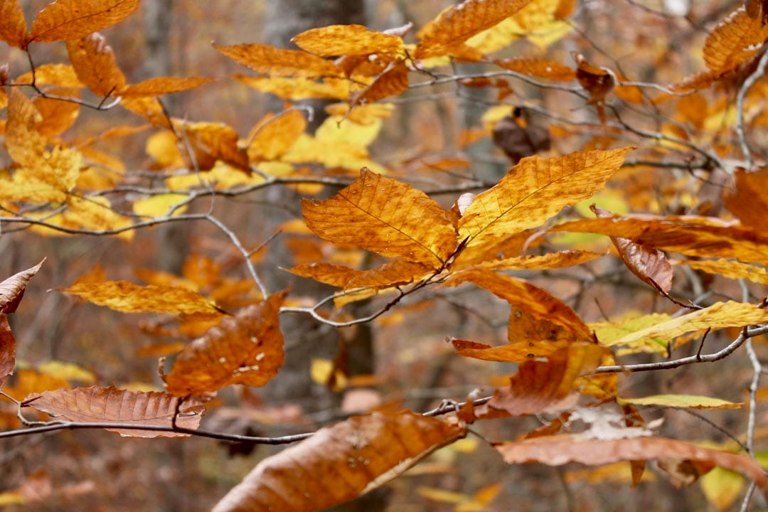 Autumn Ridge Tract 15 photo 9