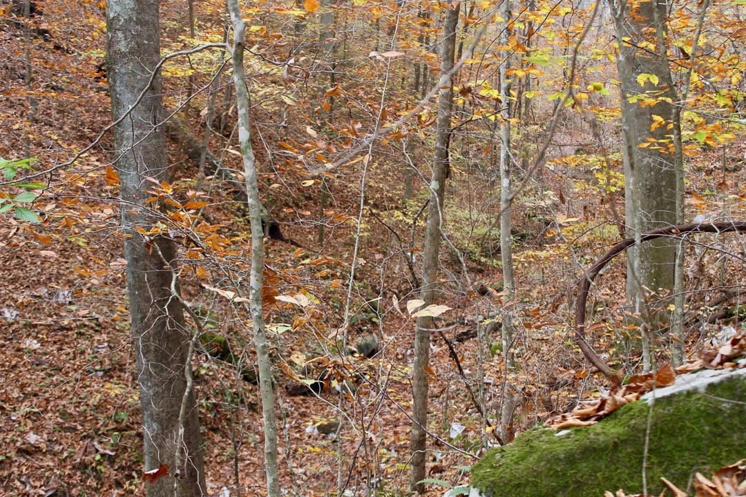 Autumn Ridge Tract 15 photo 13