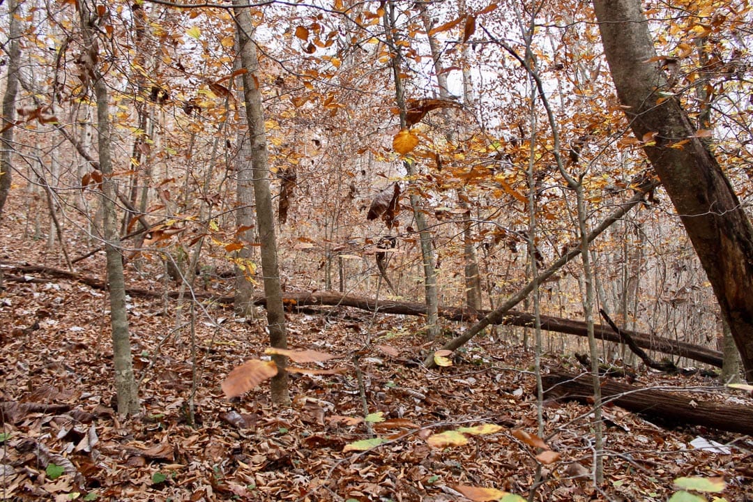 Autumn Ridge Tract 15 photo 15
