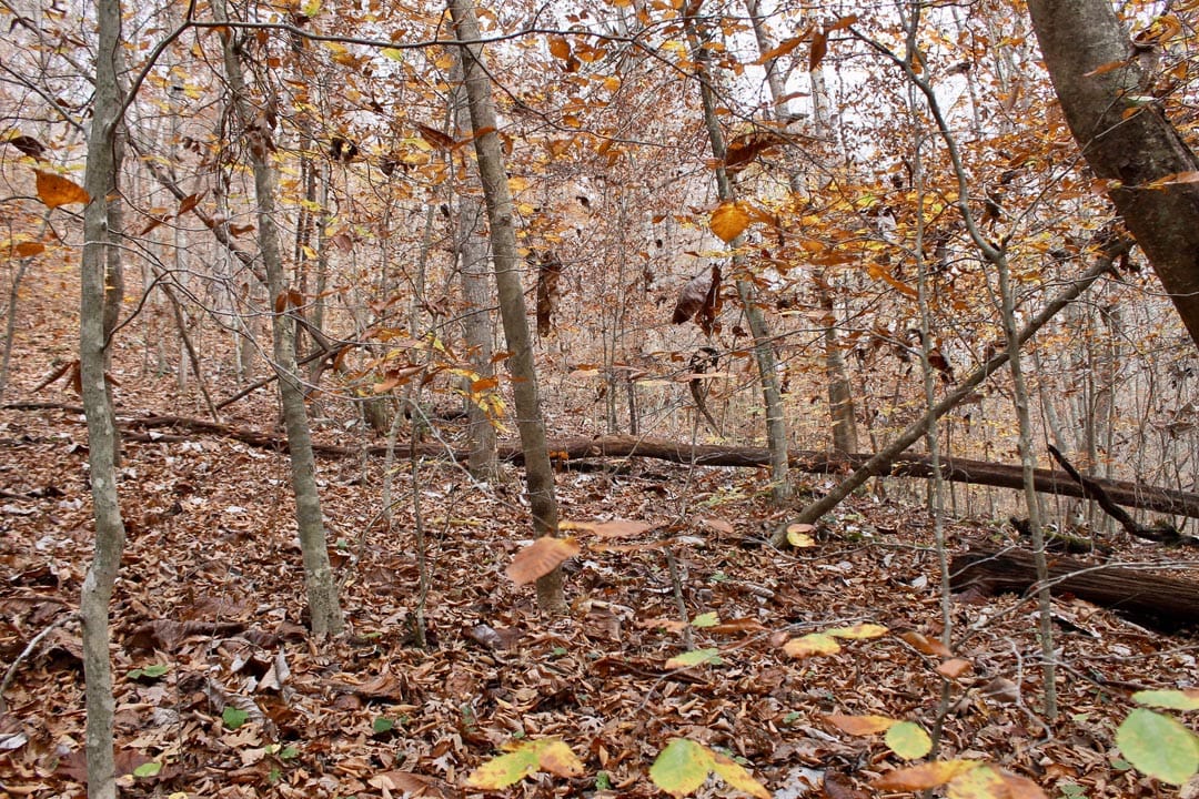 Autumn Ridge Tract 15 photo 16