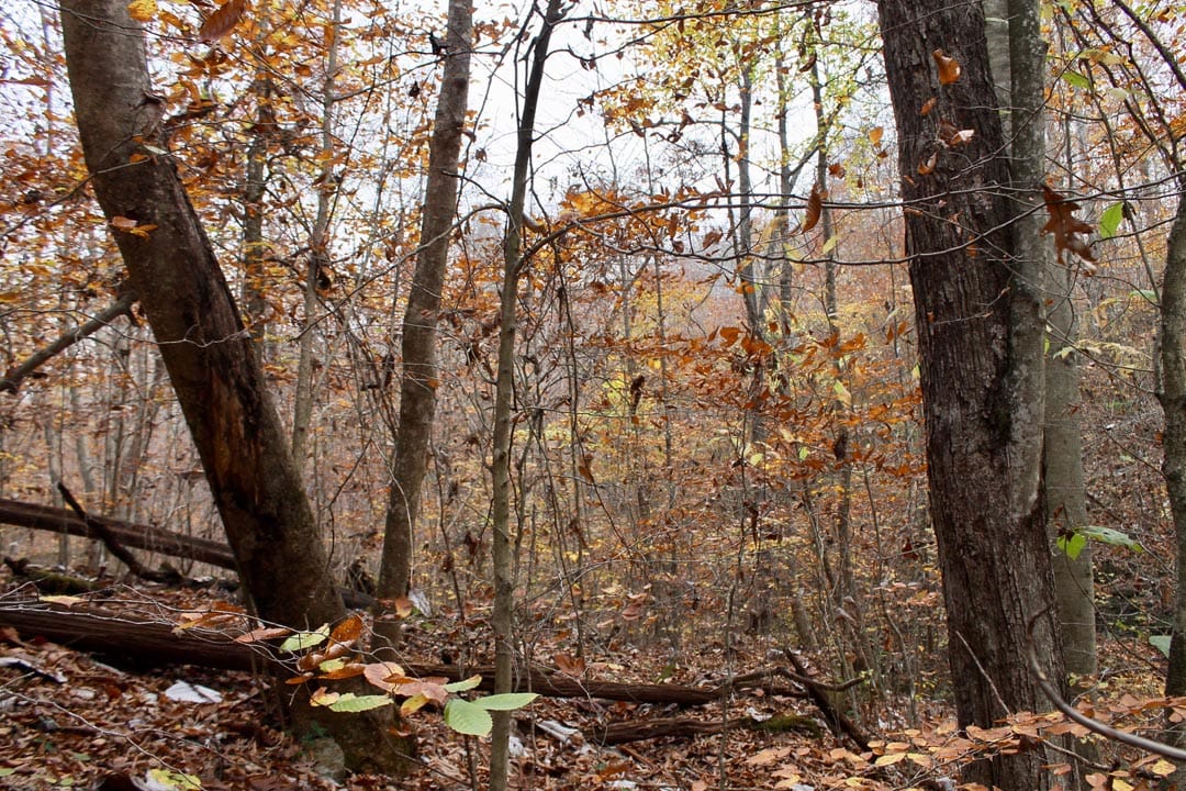 Autumn Ridge Tract 15 photo 17