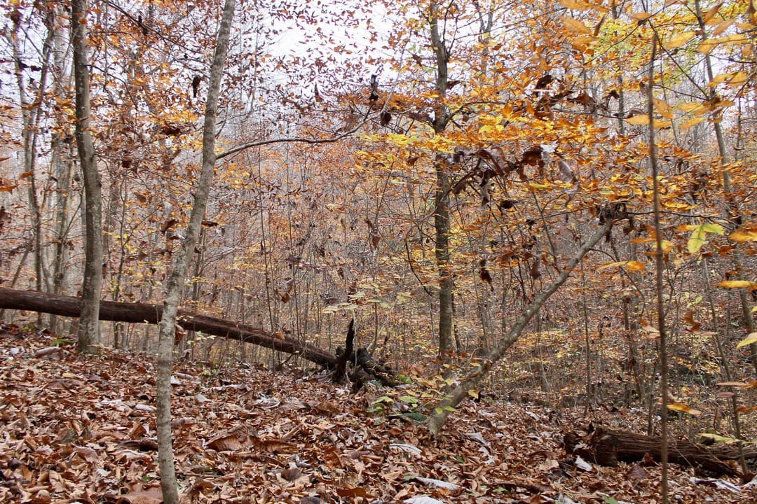 Autumn Ridge Tract 15 photo 21