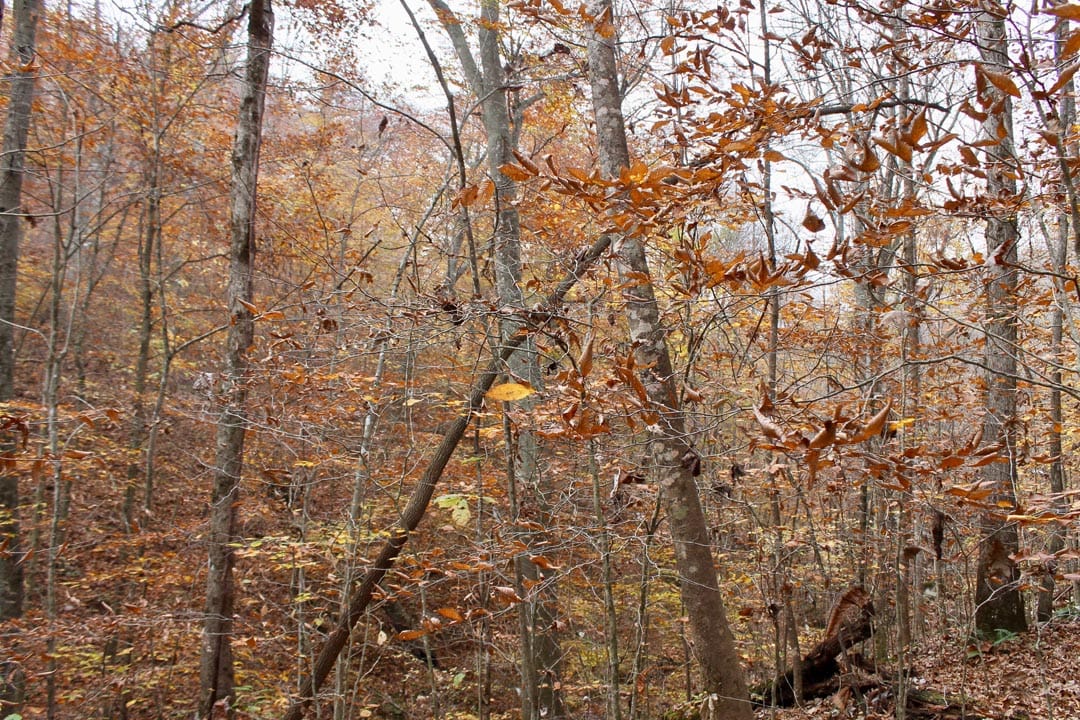 Autumn Ridge Tract 15 photo 23