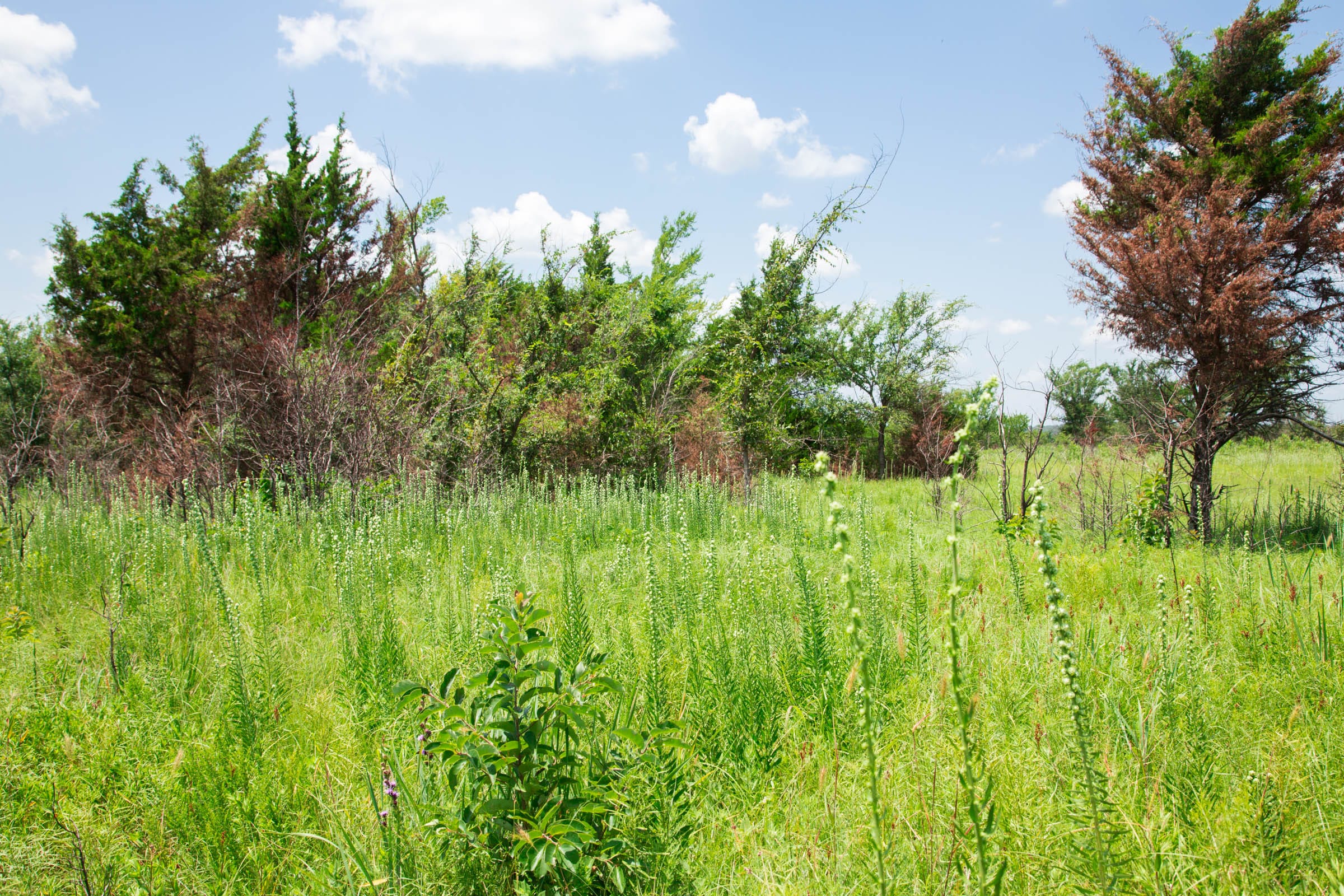 Deep Fork Ranch Tract 25 photo 9