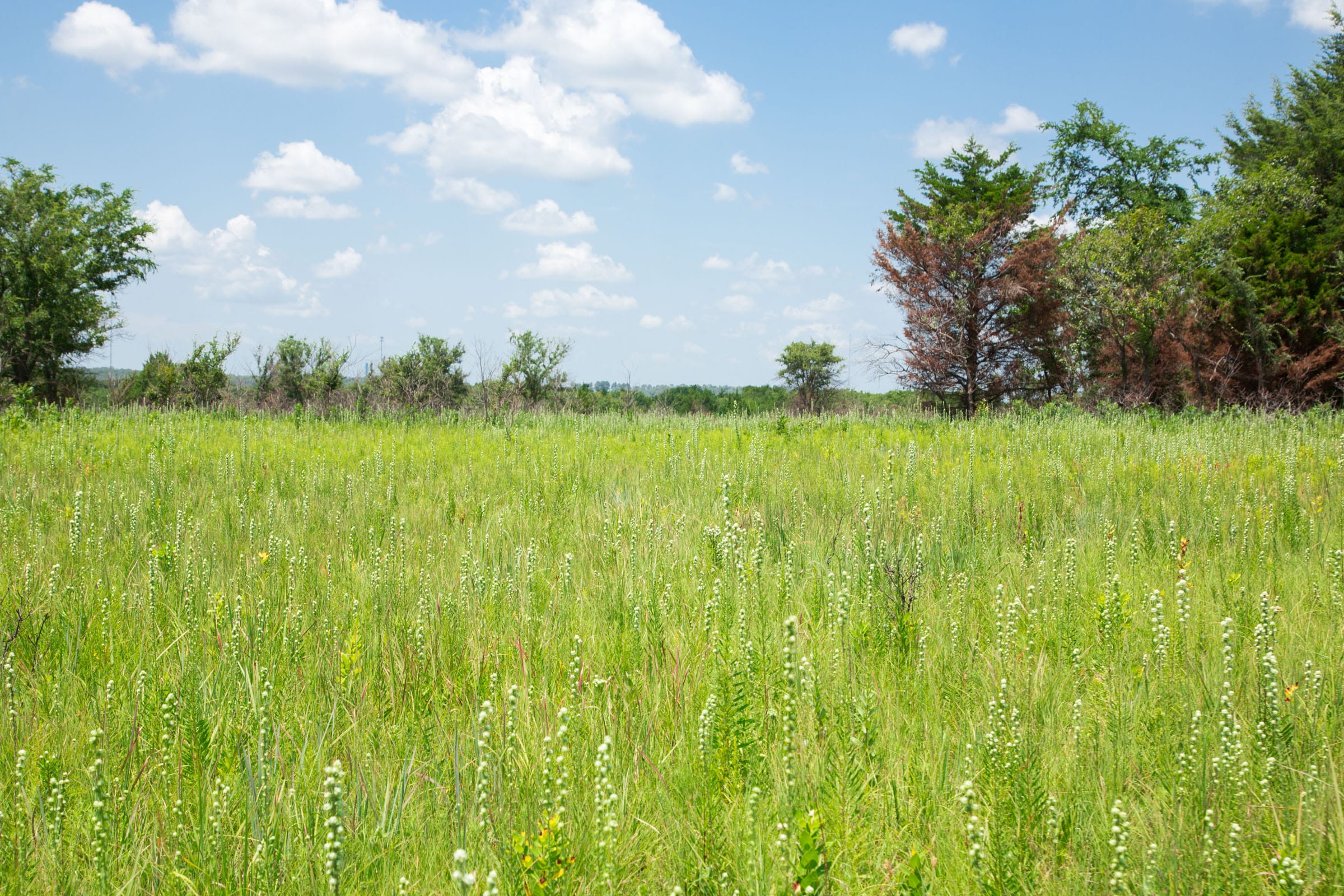 Deep Fork Ranch Tract 25 photo 13
