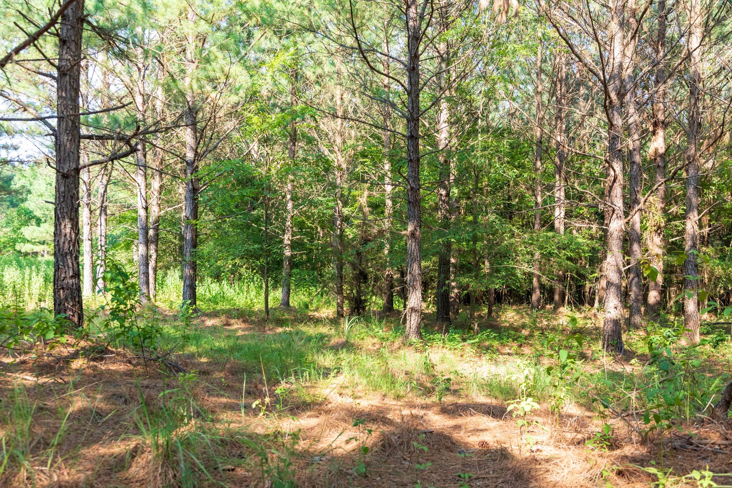 Whiskey Ridge Tract 56 photo 4