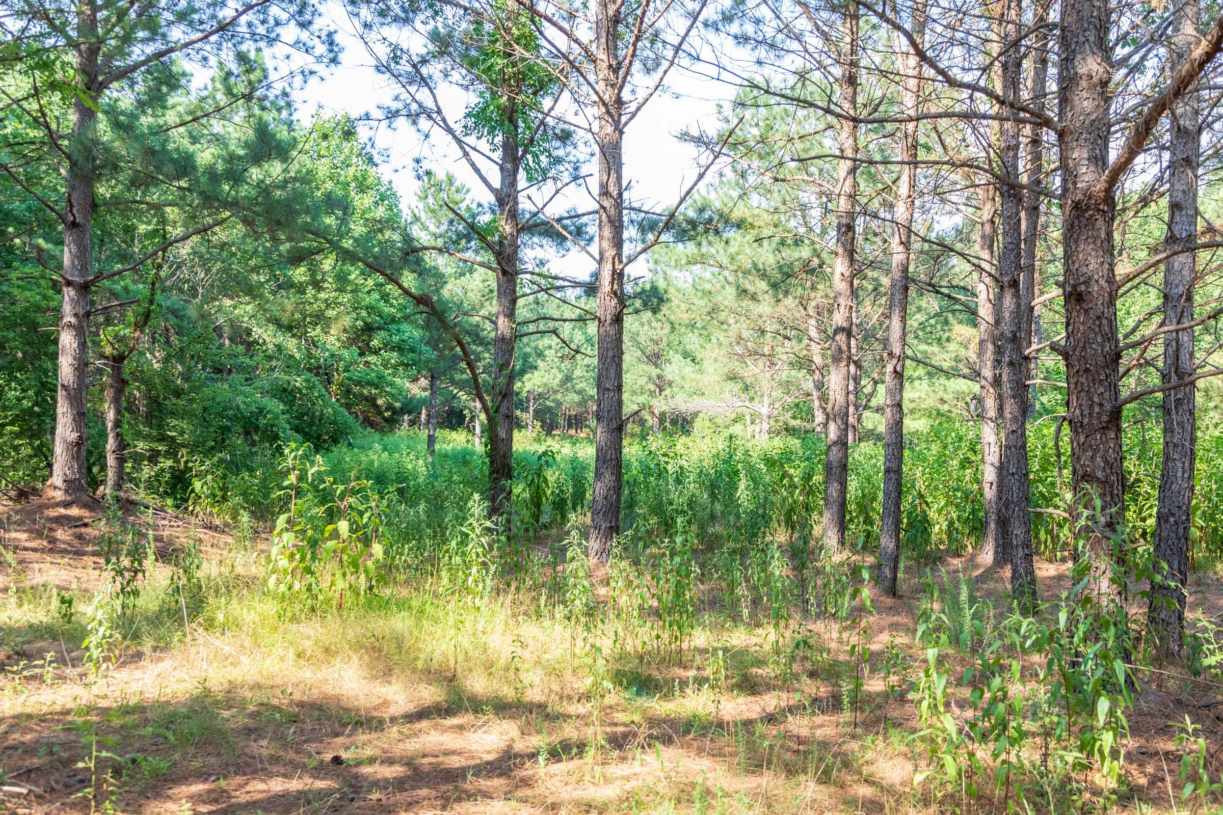 Whiskey Ridge Tract 56 photo 9