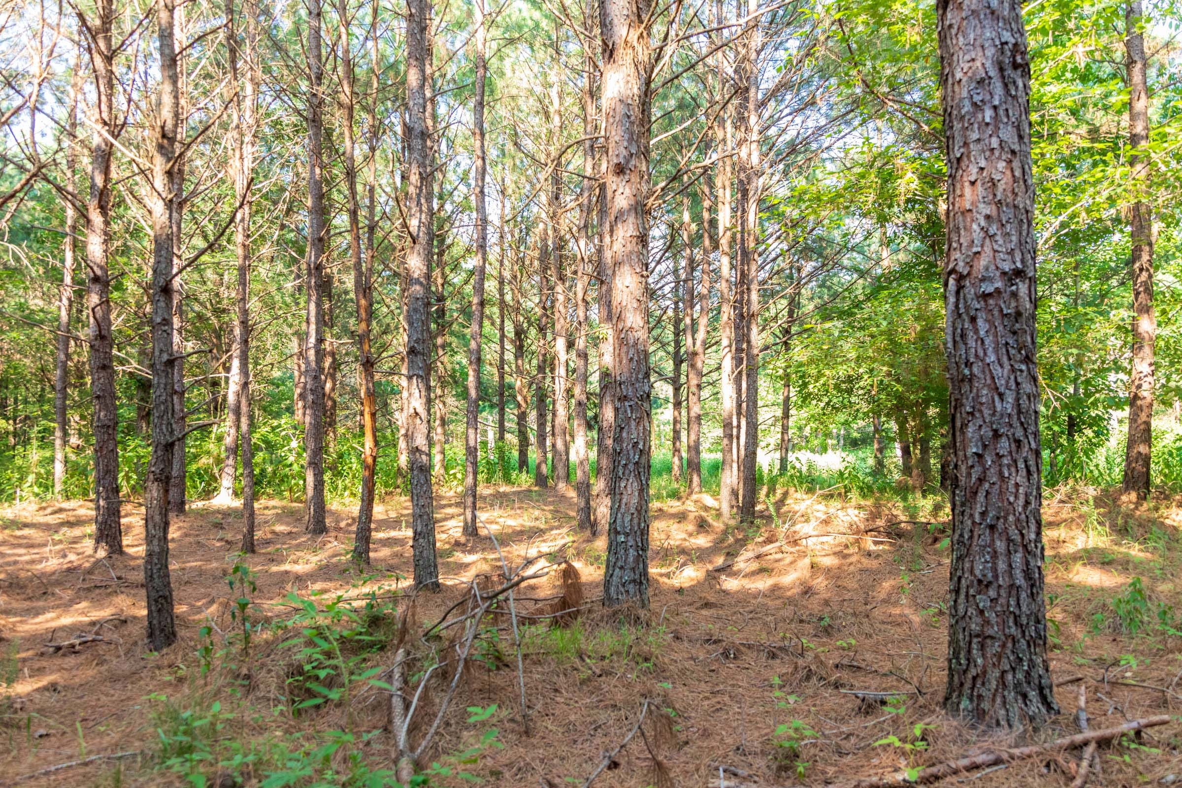 Whiskey Ridge Tract 56 photo 5
