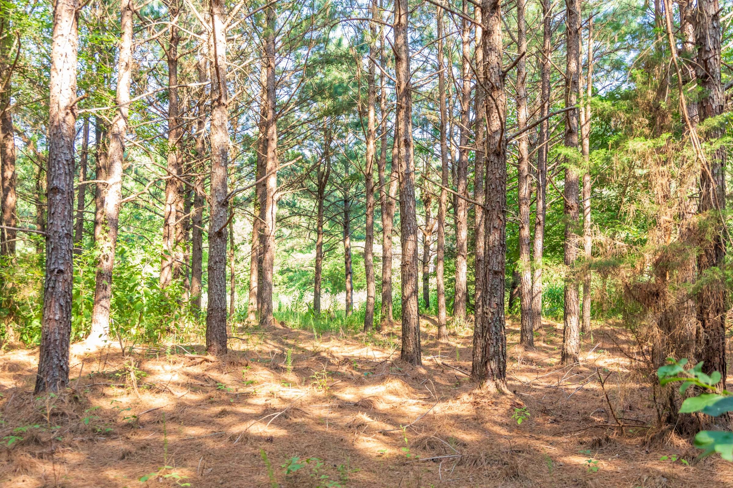 Whiskey Ridge Tract 56 photo 6