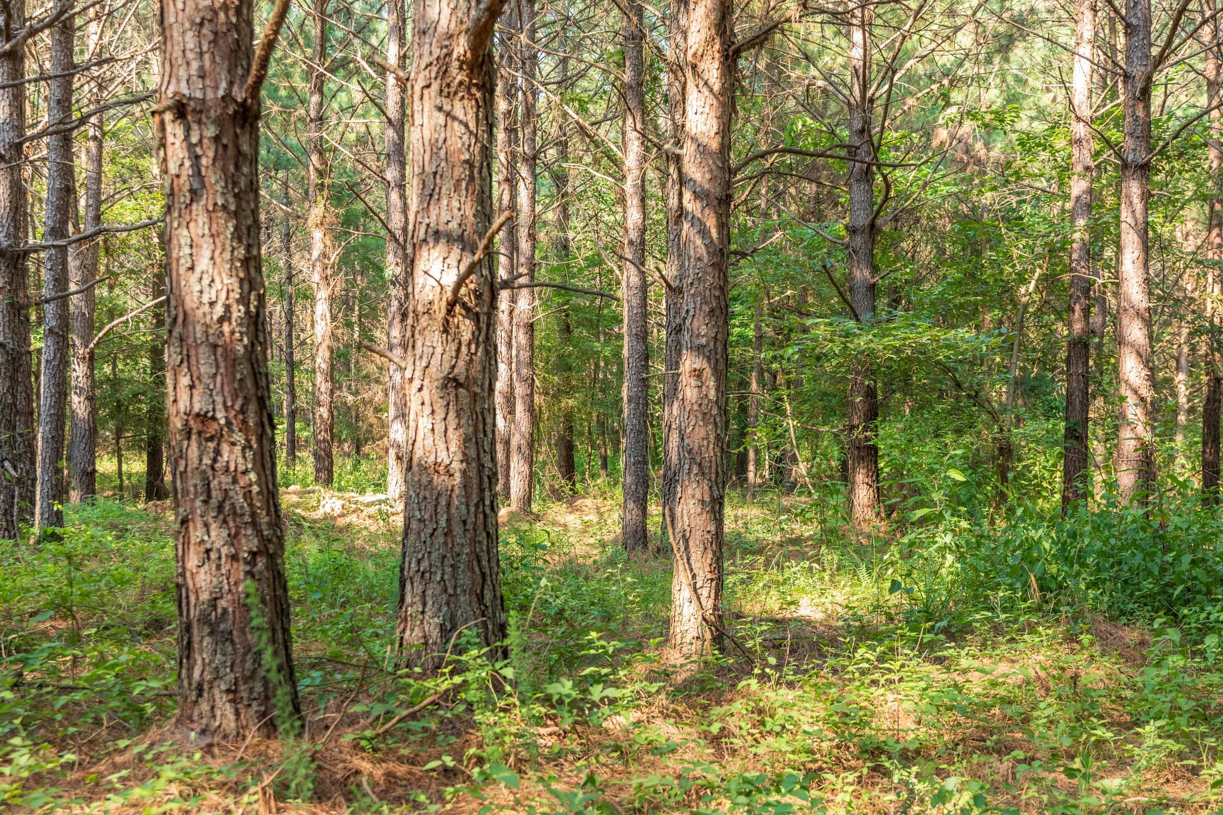 Whiskey Ridge Tract 56 photo 8