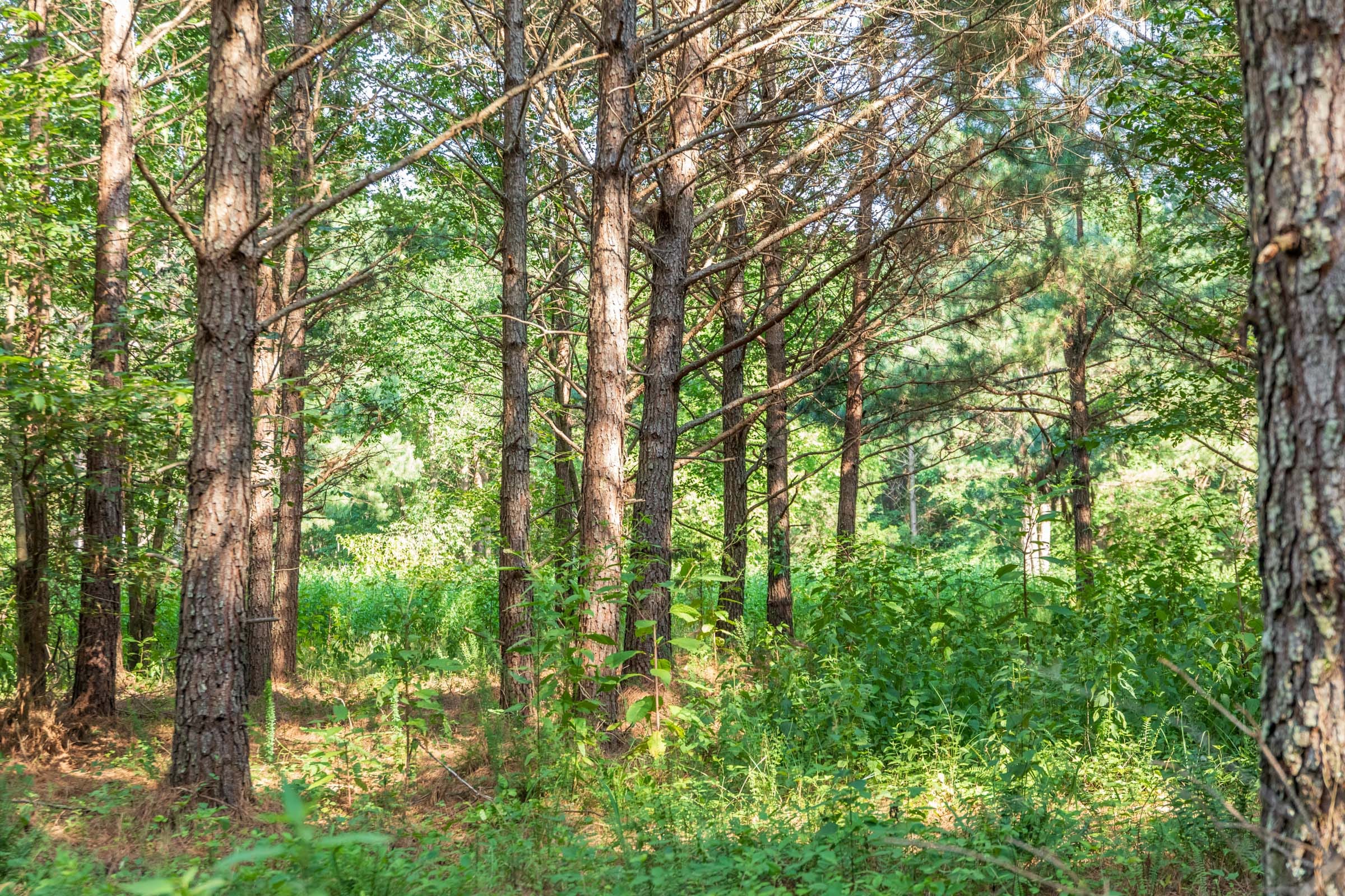Whiskey Ridge Tract 56 photo 10