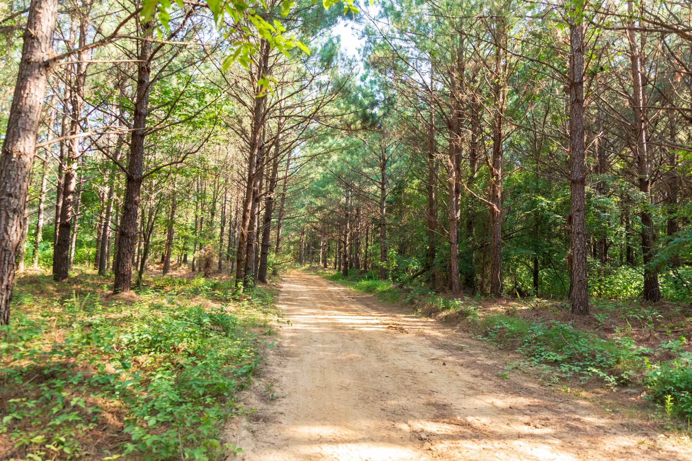 Whiskey Ridge Tract 56 photo 3