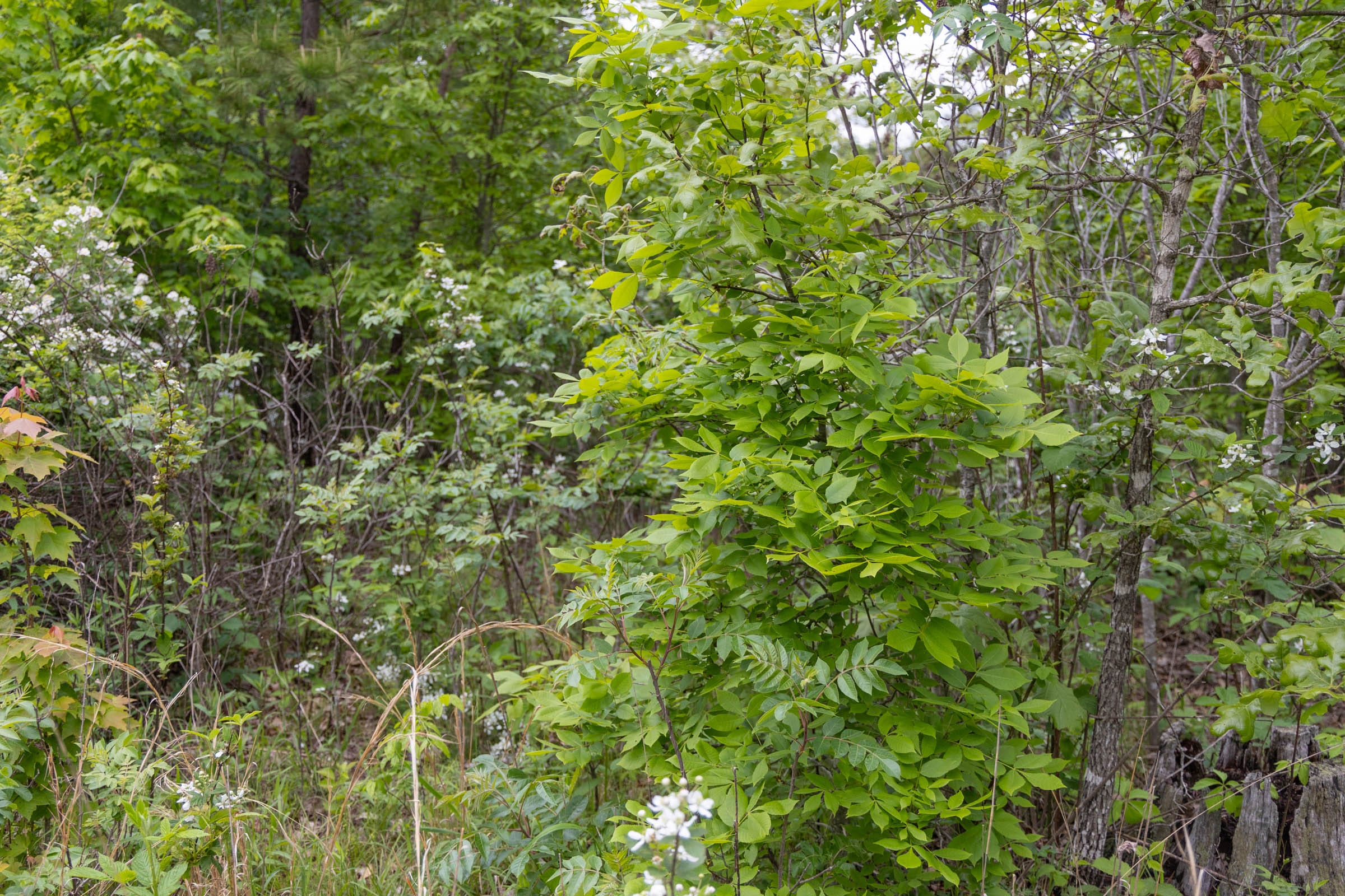 Sleepy Hollow Phase II Tract 74 photo 13