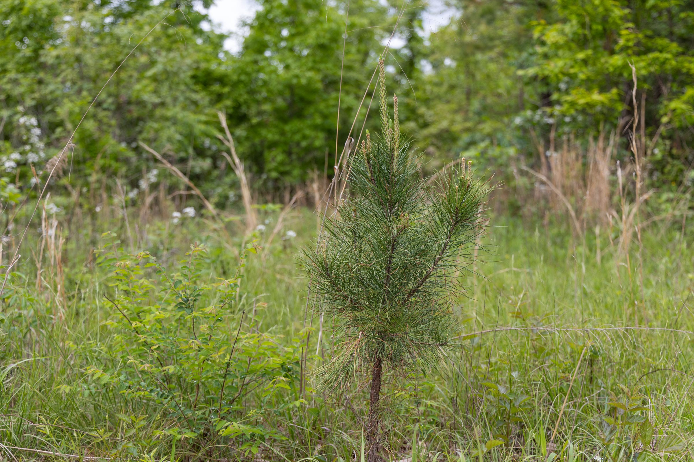 Sleepy Hollow Phase II Tract 74 photo 12