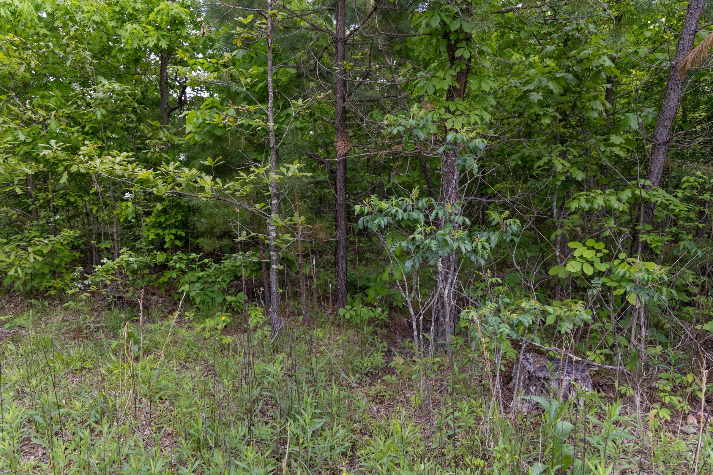 Sleepy Hollow Phase II Tract 74 photo 11