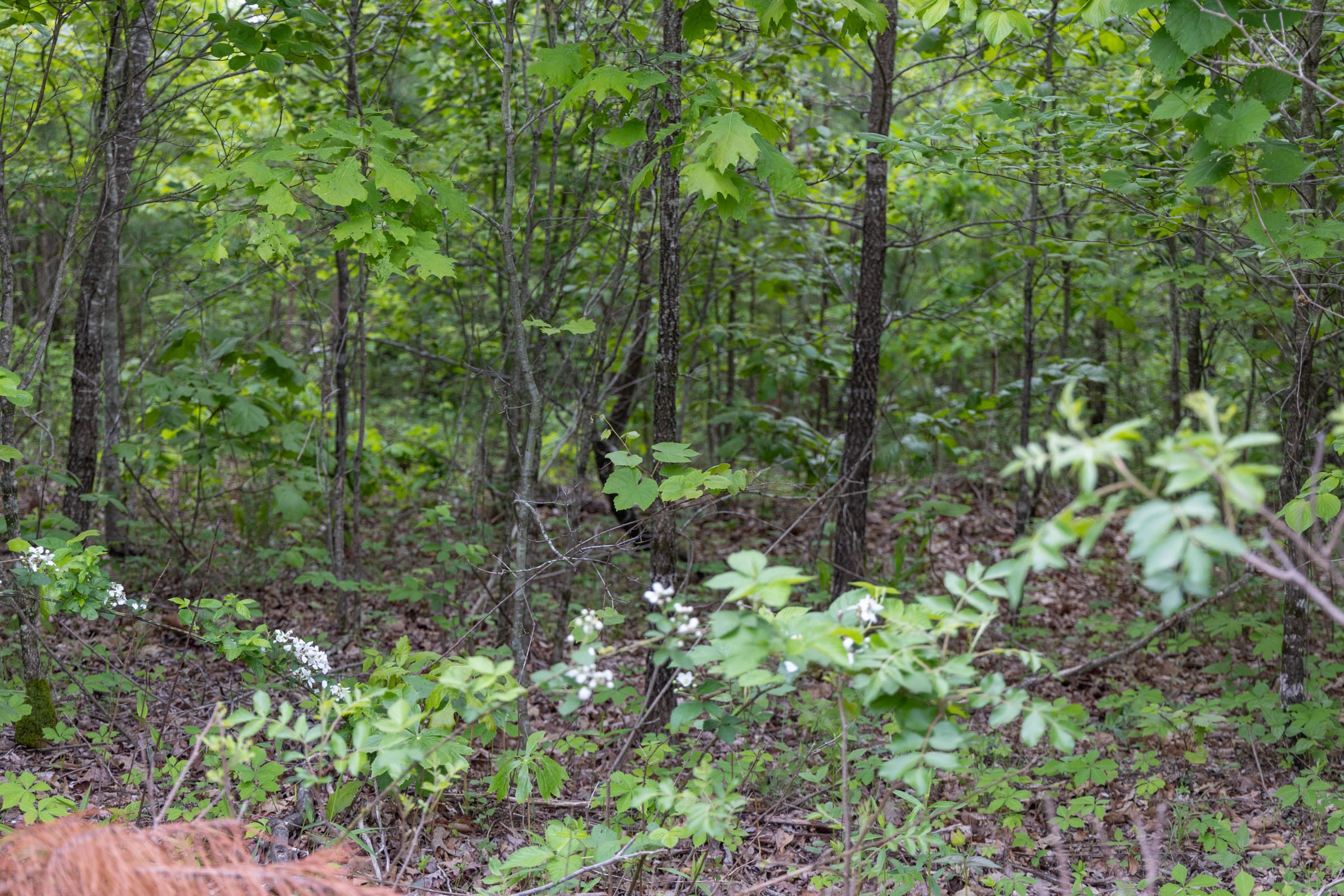 Sleepy Hollow Phase II Tract 74 photo 9