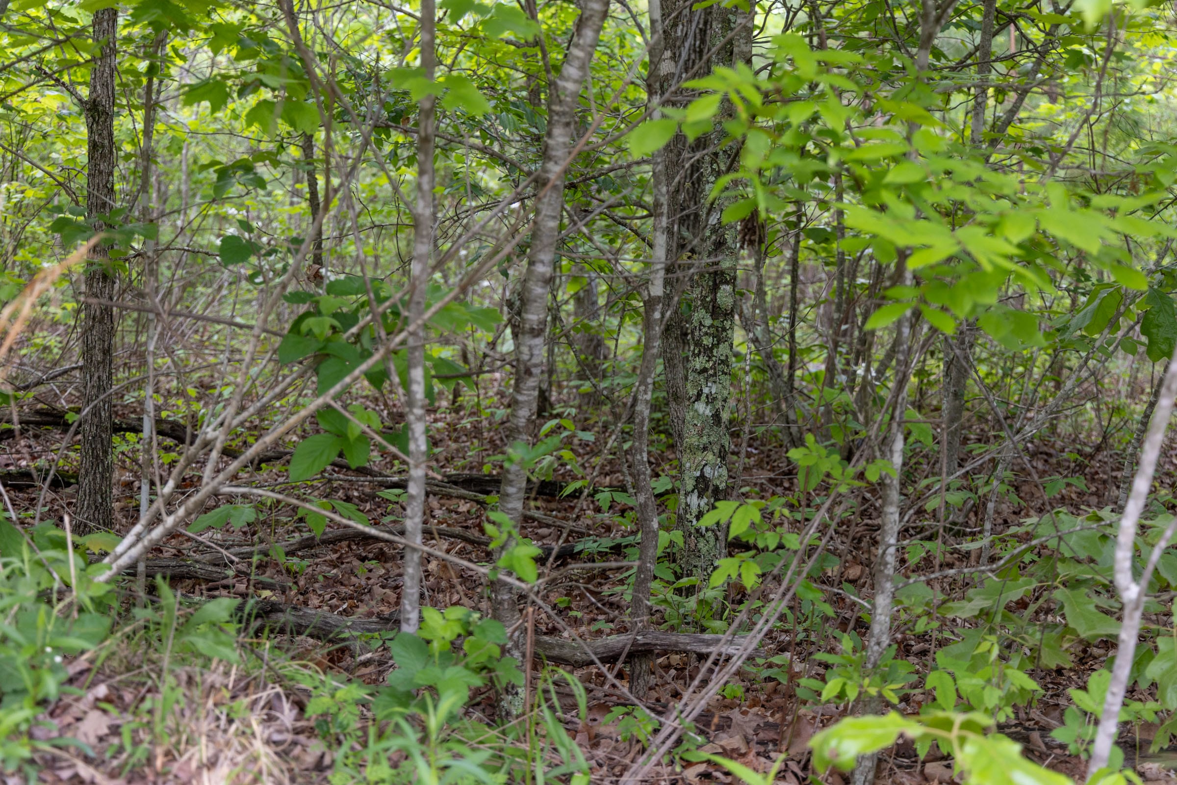 Sleepy Hollow Phase II Tract 74 photo 7