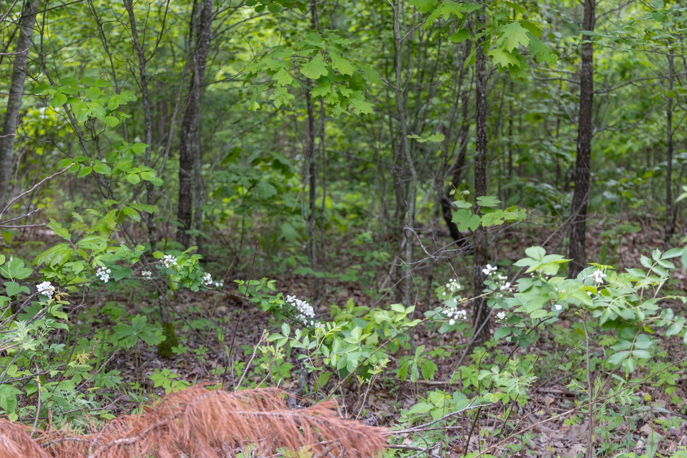 Sleepy Hollow Phase II Tract 74 photo 6