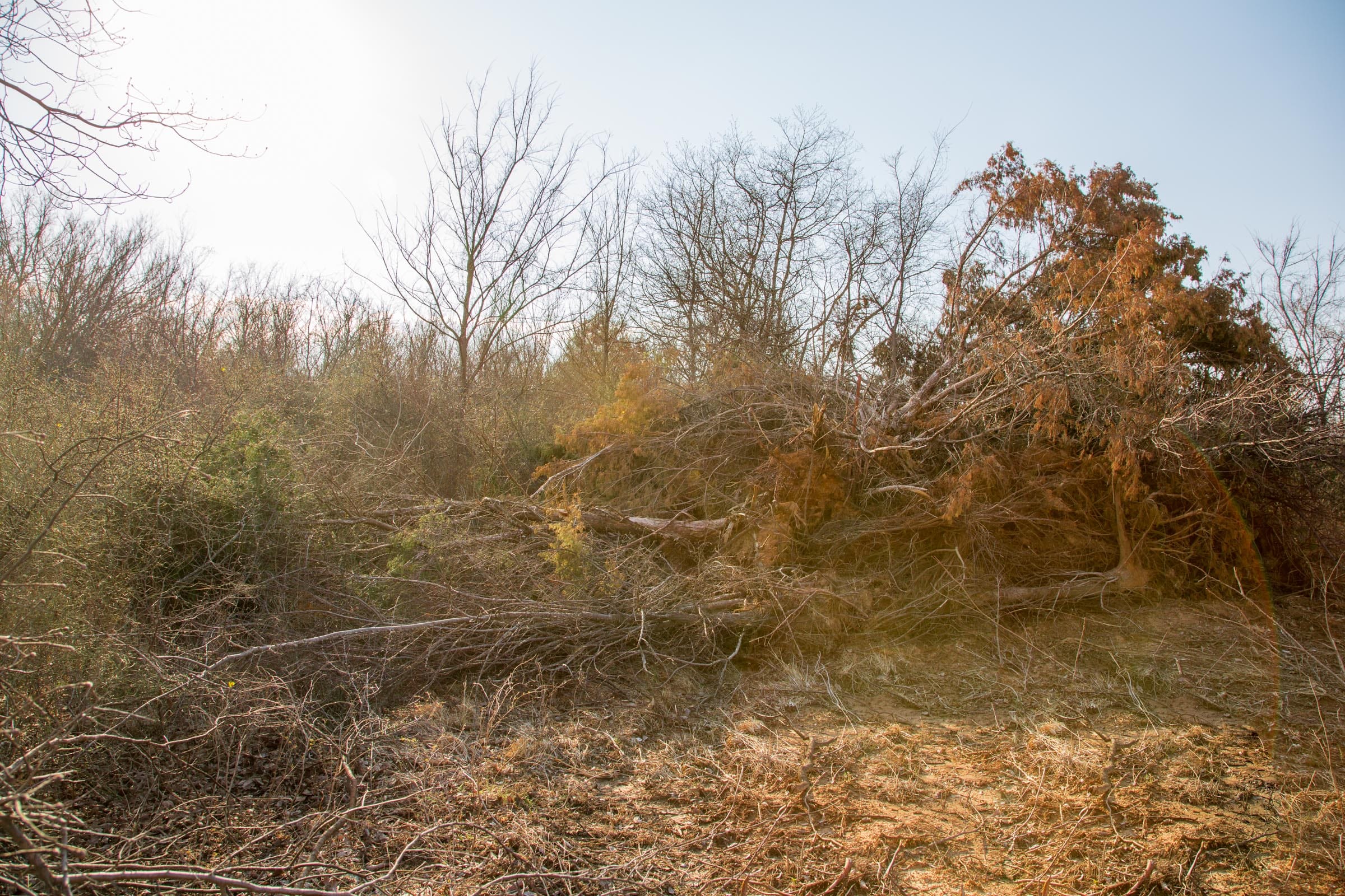 Eufaula Cove Tract 6 photo 5
