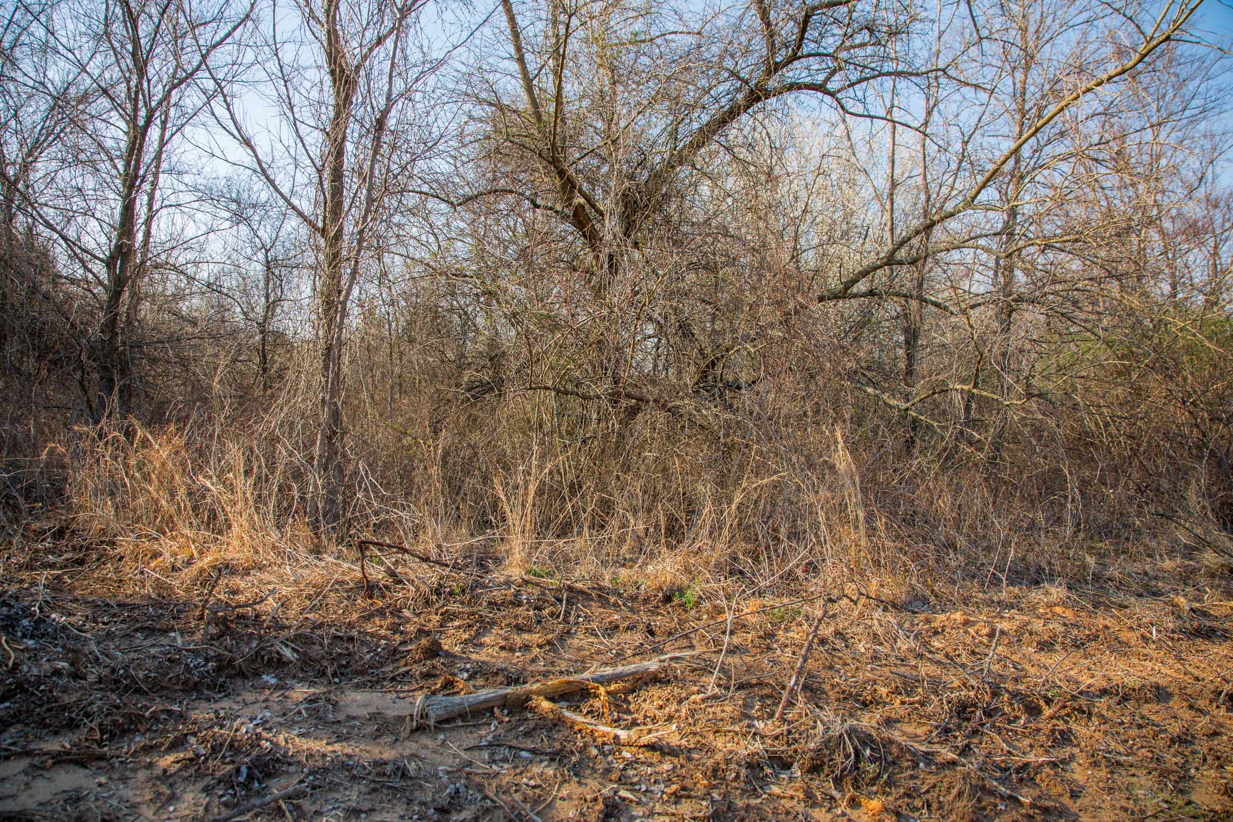 Eufaula Cove Tract 6 photo 7