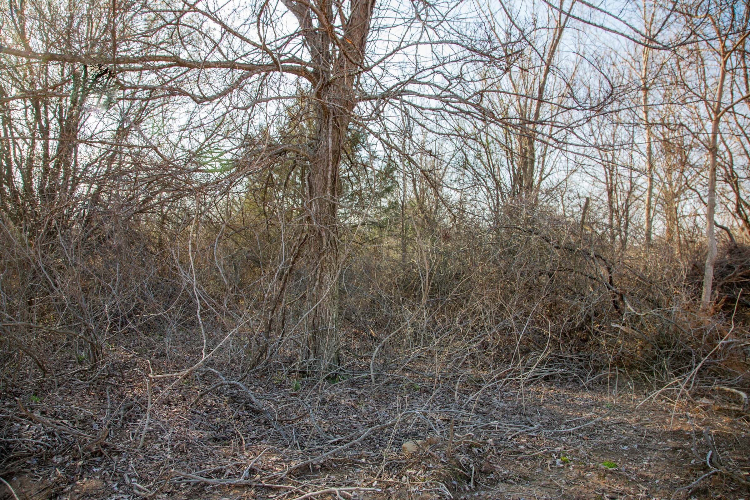Eufaula Cove Tract 6 photo 10