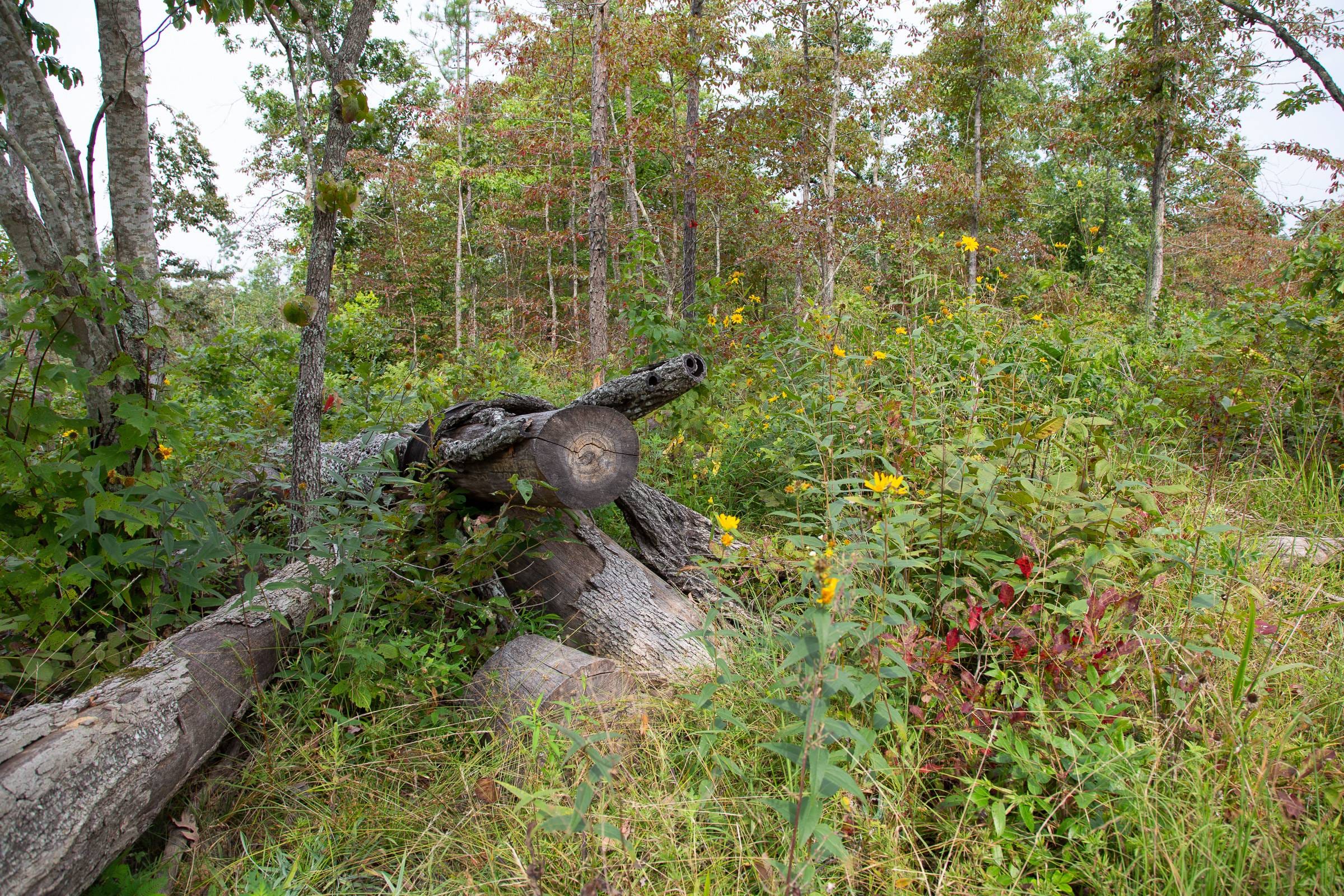Borgmann’s Hollow Phase I Tract 24 photo 3