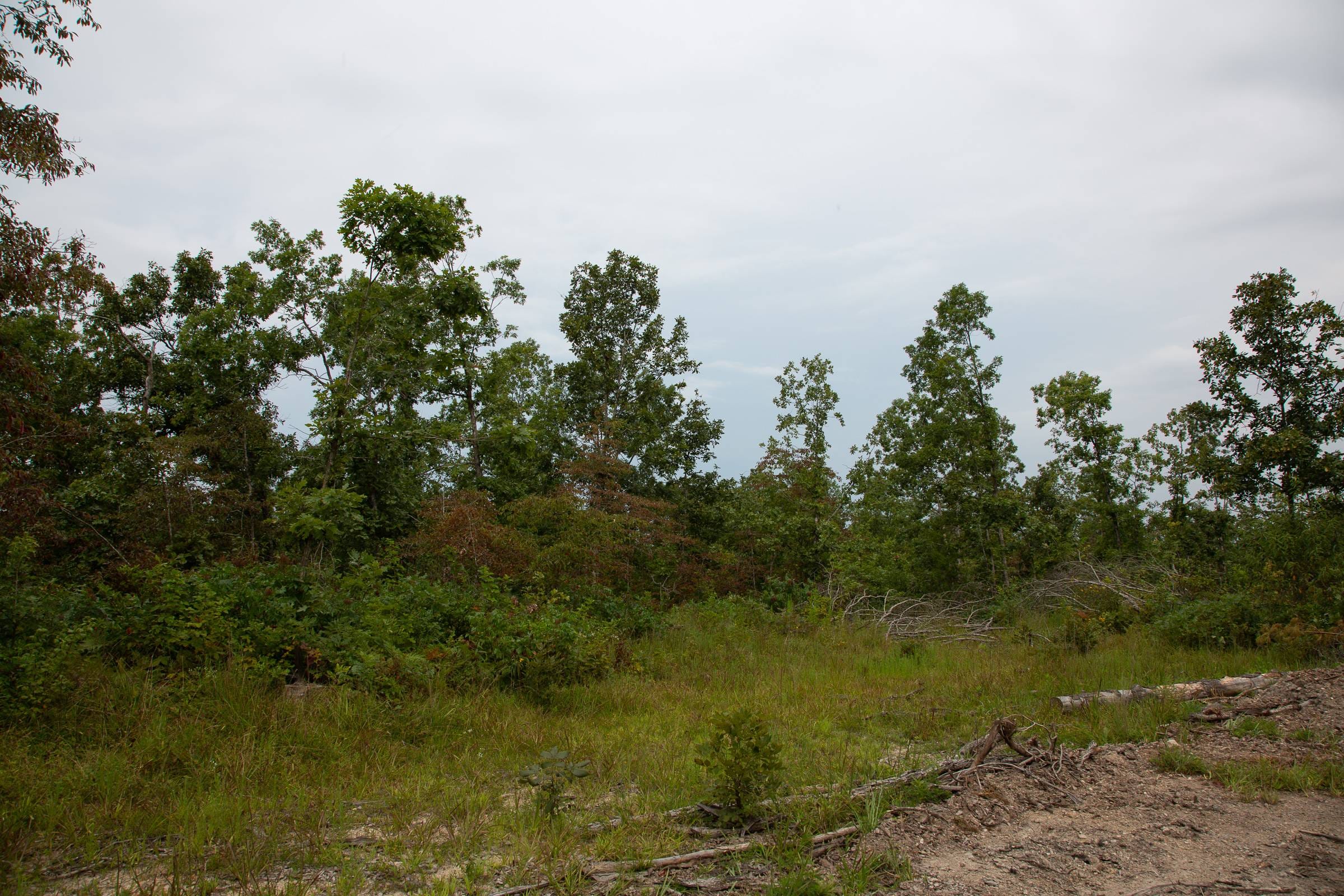 Borgmann’s Hollow Phase I Tract 24 photo 5