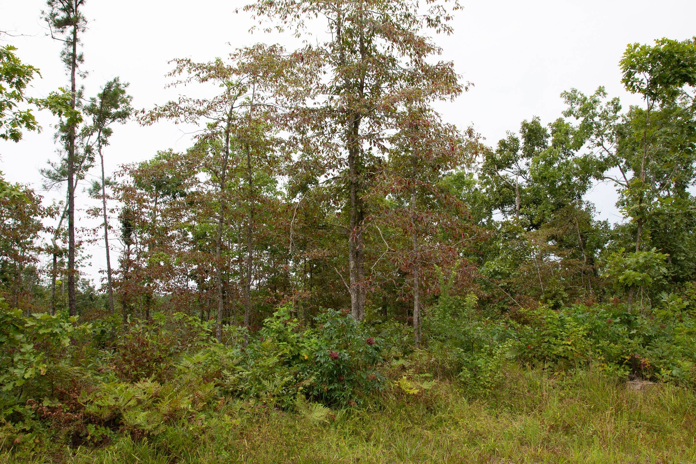 Borgmann’s Hollow Phase I Tract 24 photo 6