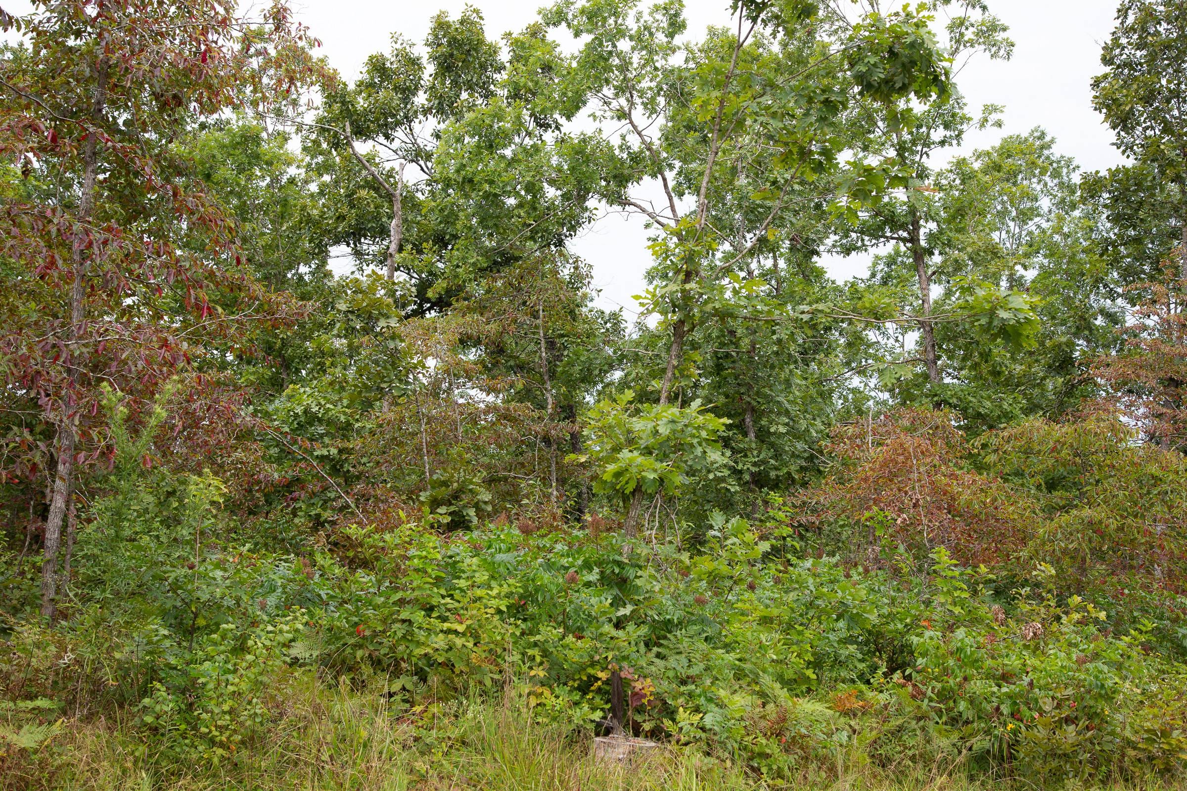 Borgmann’s Hollow Phase I Tract 24 photo 7