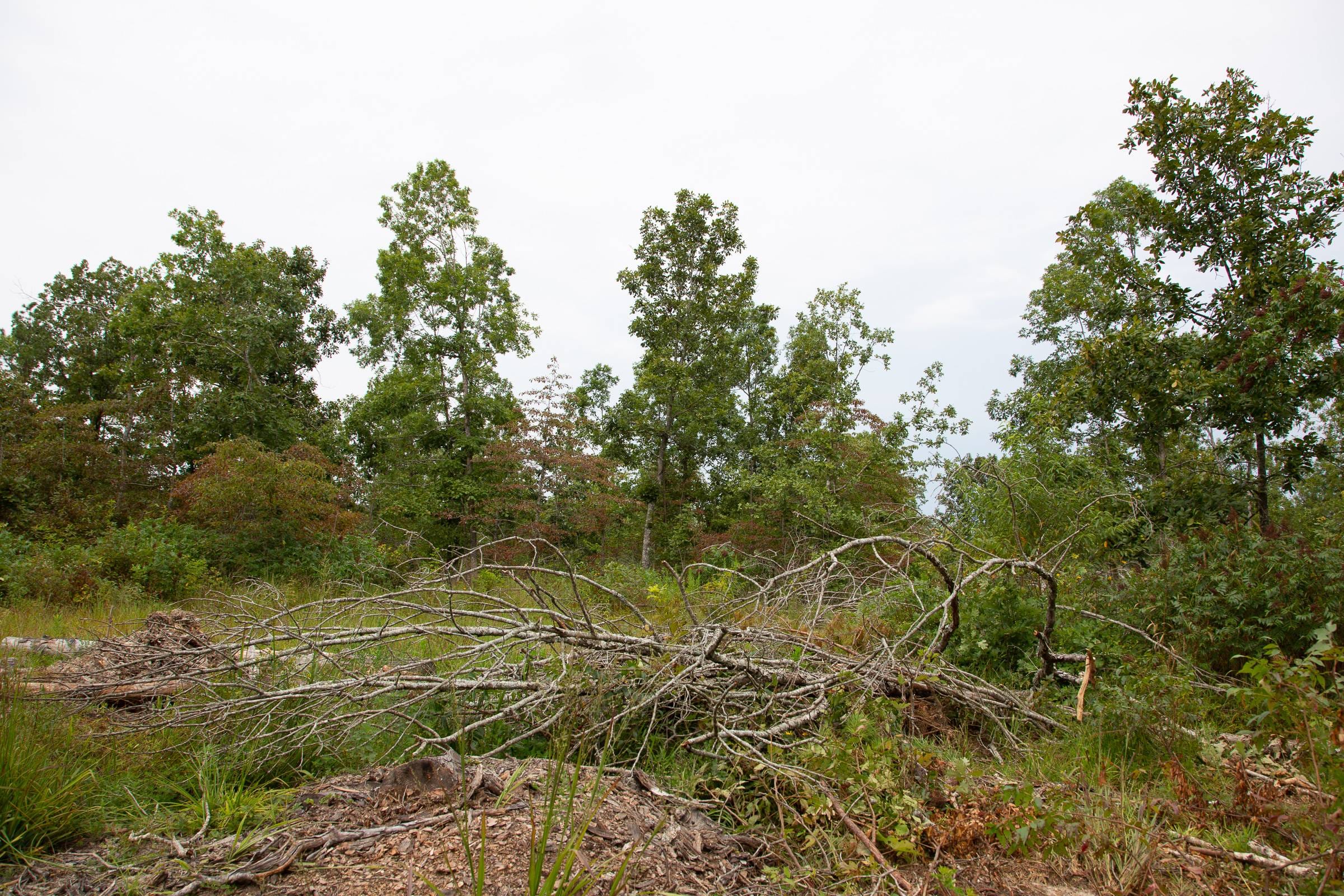 Borgmann’s Hollow Phase I Tract 24 photo 9