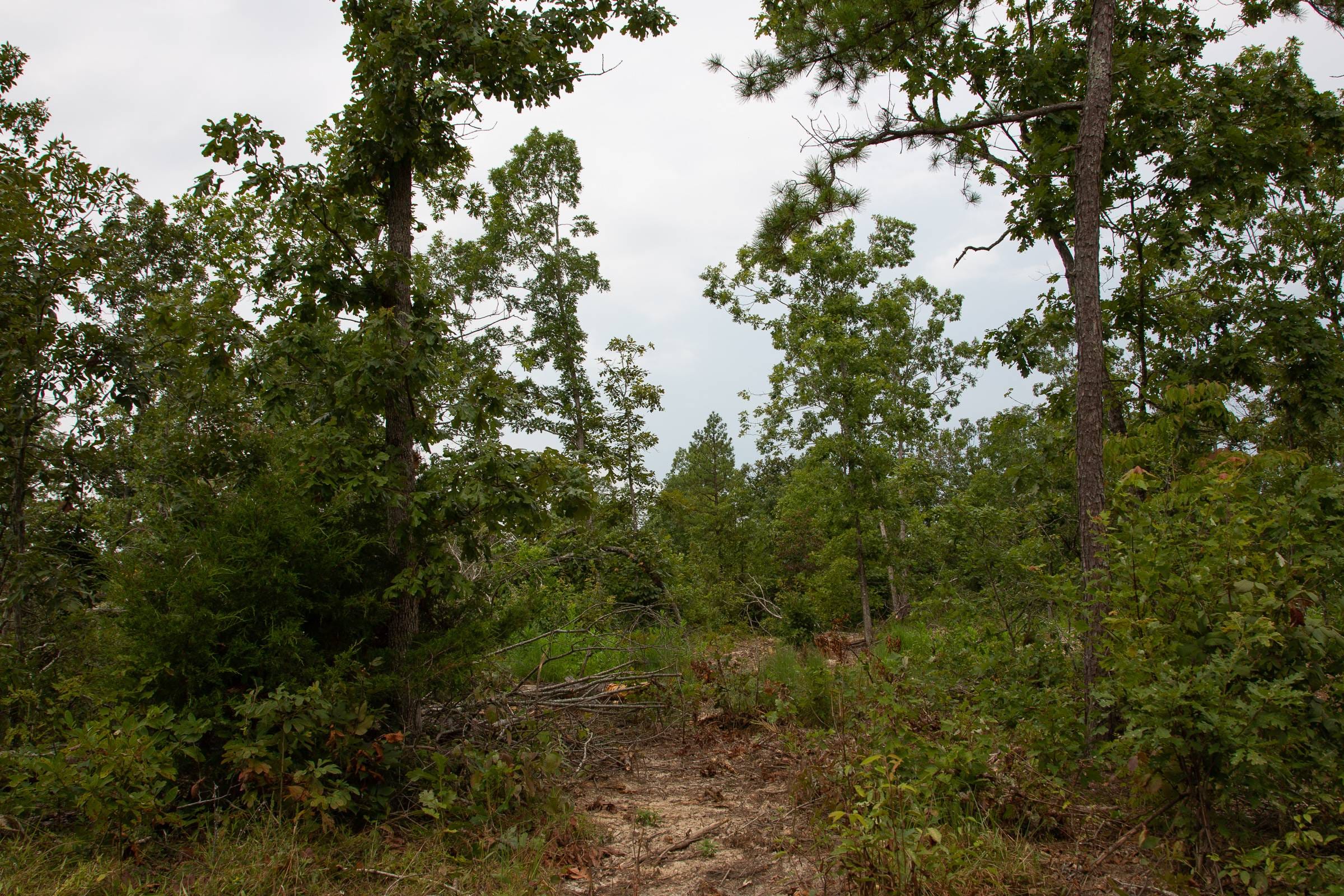 Borgmann’s Hollow Phase I Tract 24 photo 10